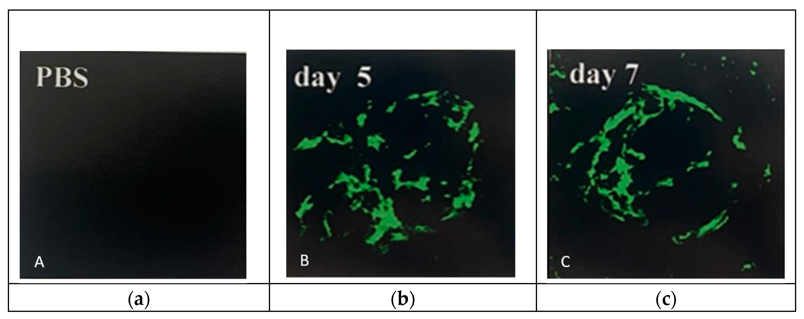 Preprints 79747 g001