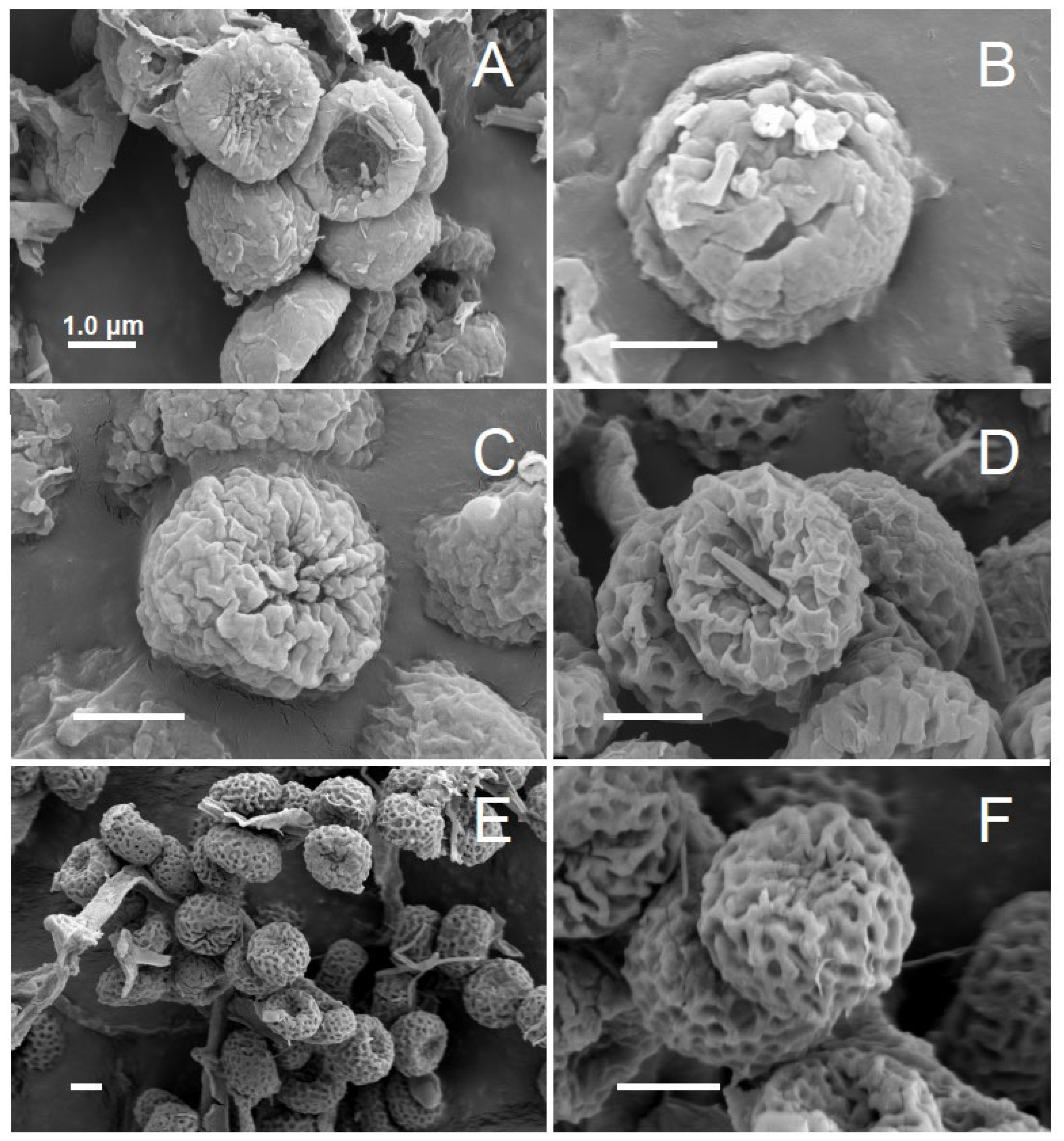 Preprints 102373 g004