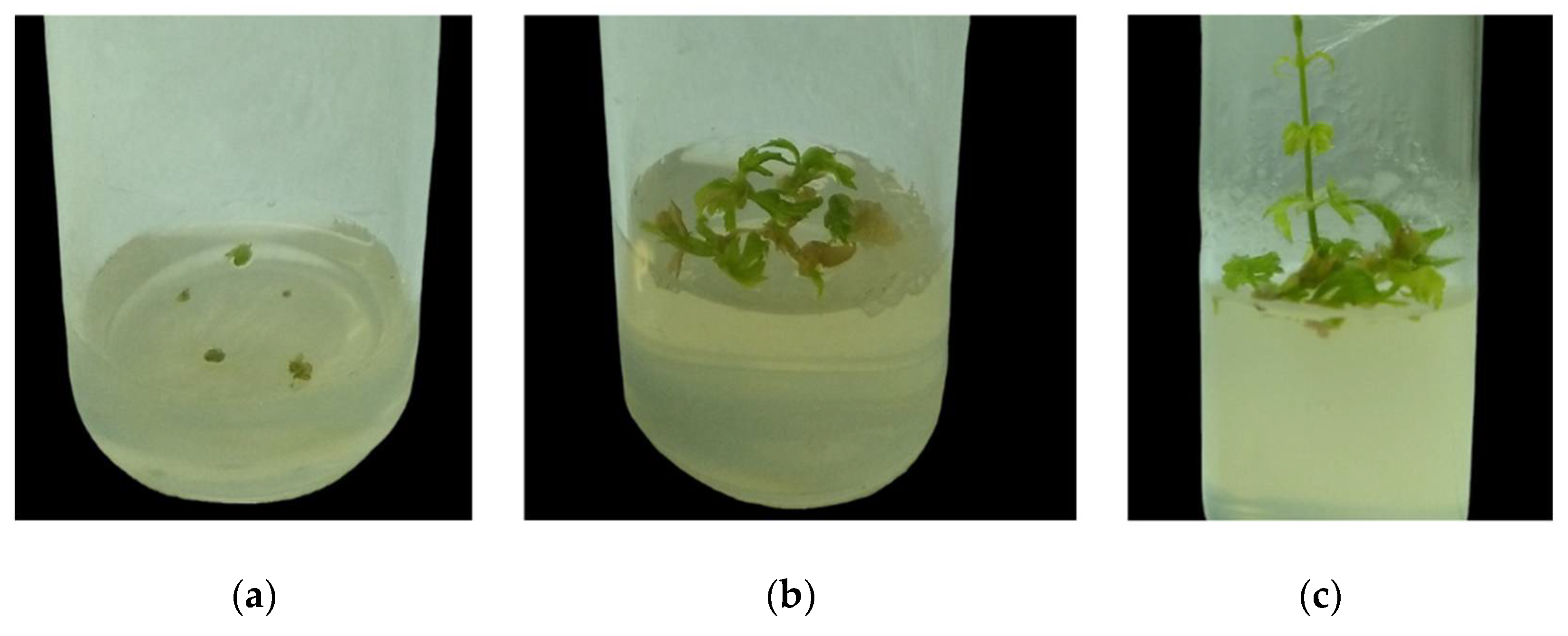 Preprints 107717 g001