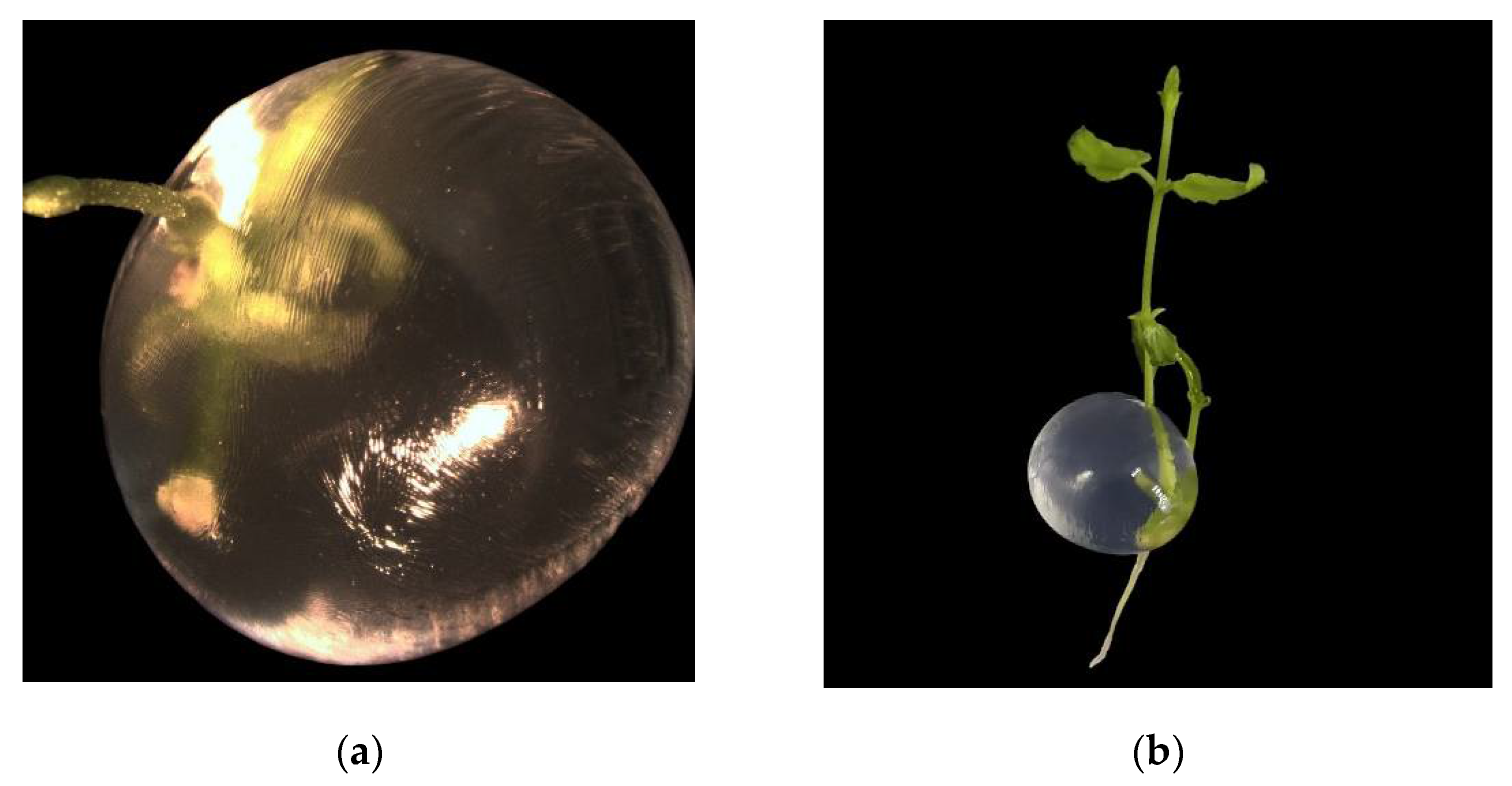 Preprints 107717 g005