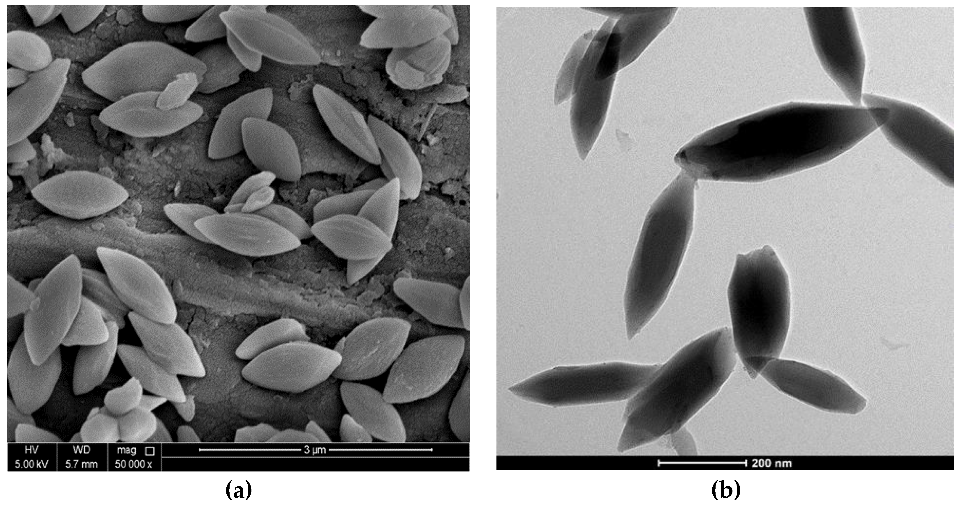 Preprints 105000 g005