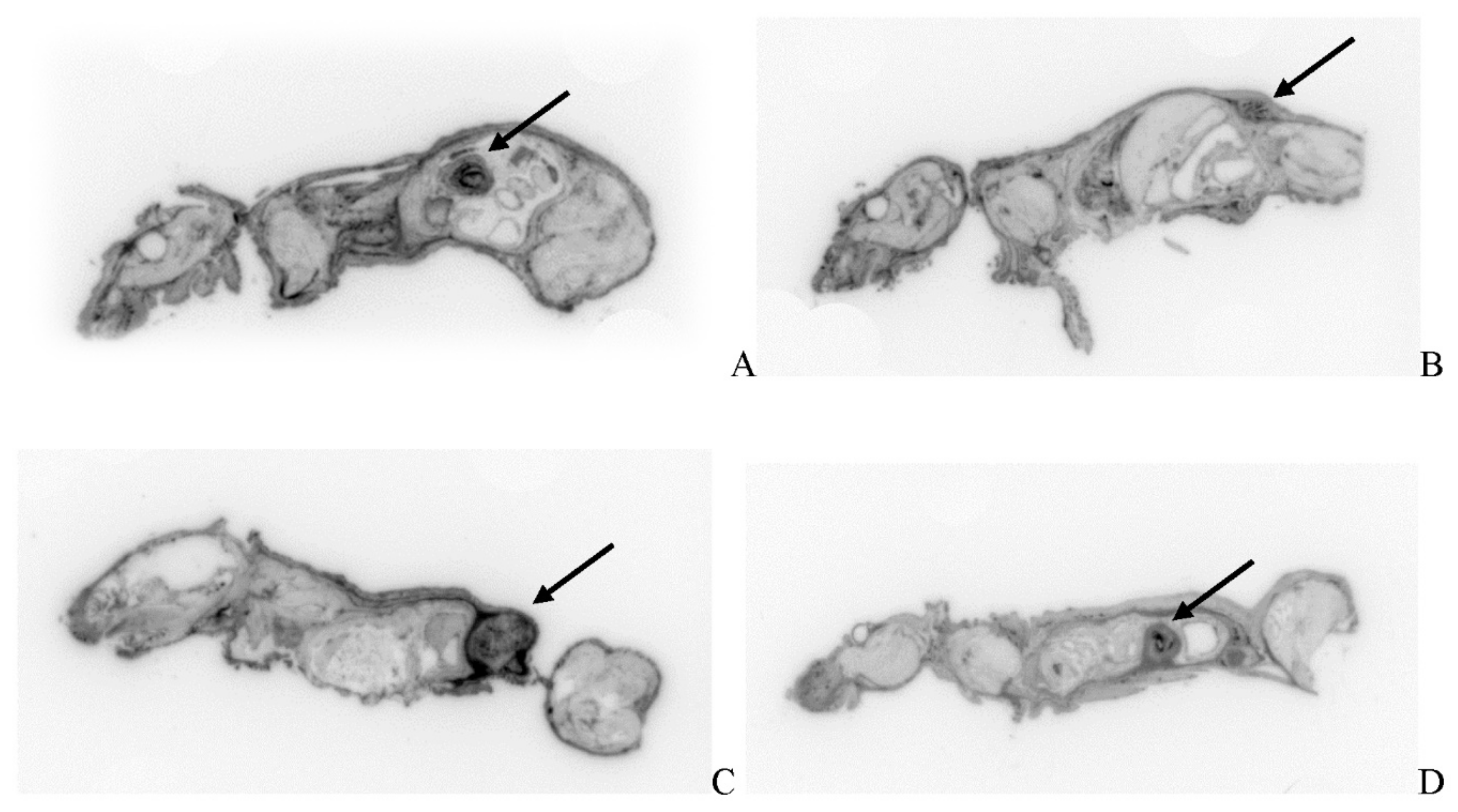 Preprints 105782 g013