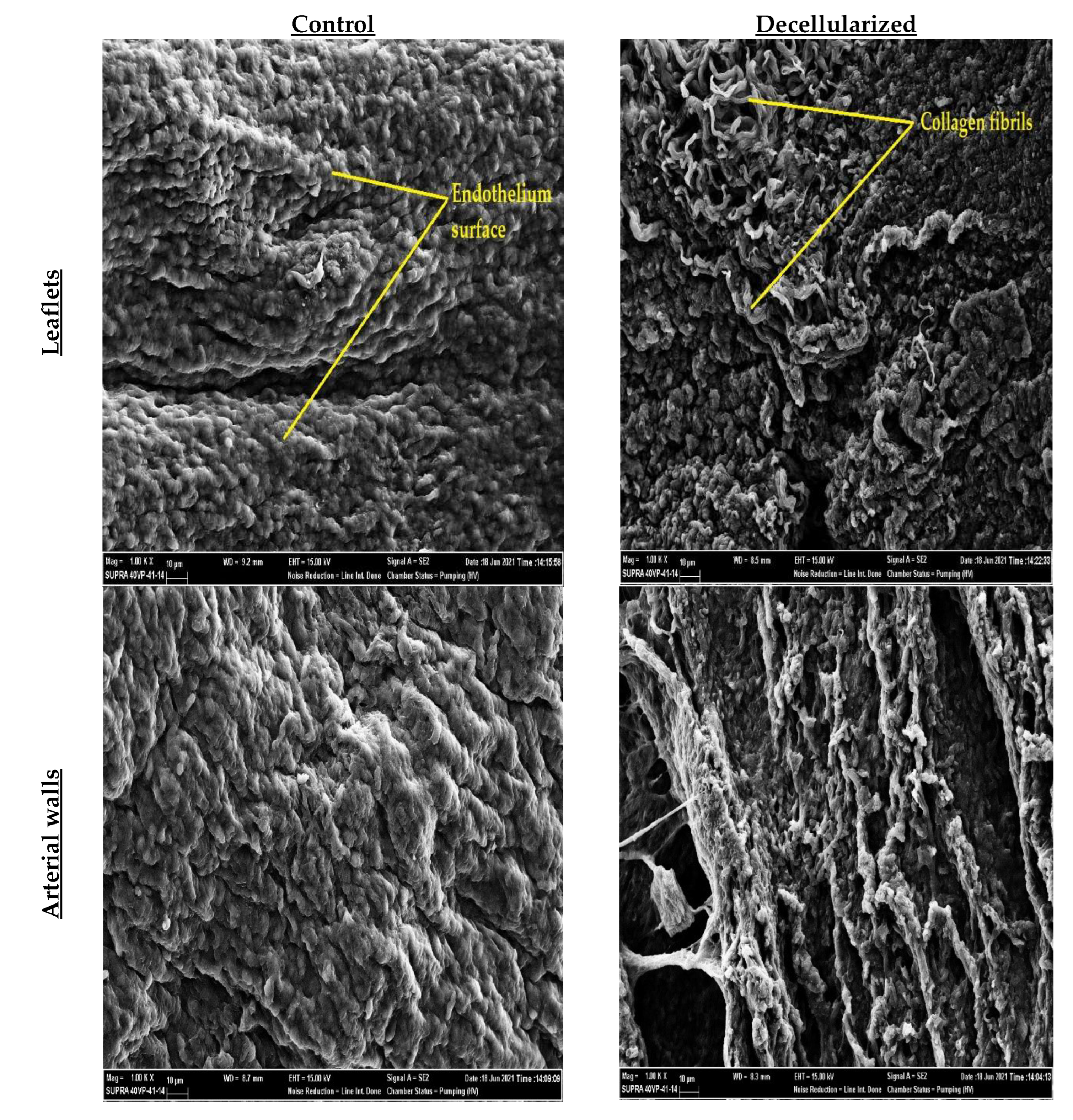 Preprints 74188 g004