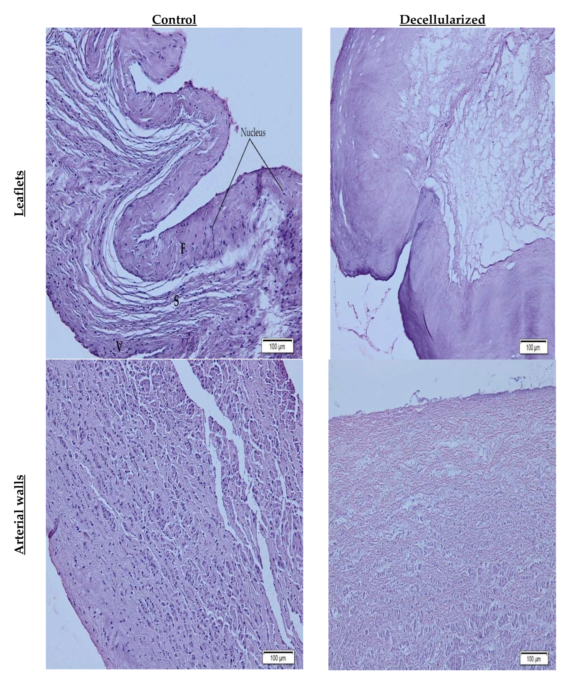 Preprints 74188 g005