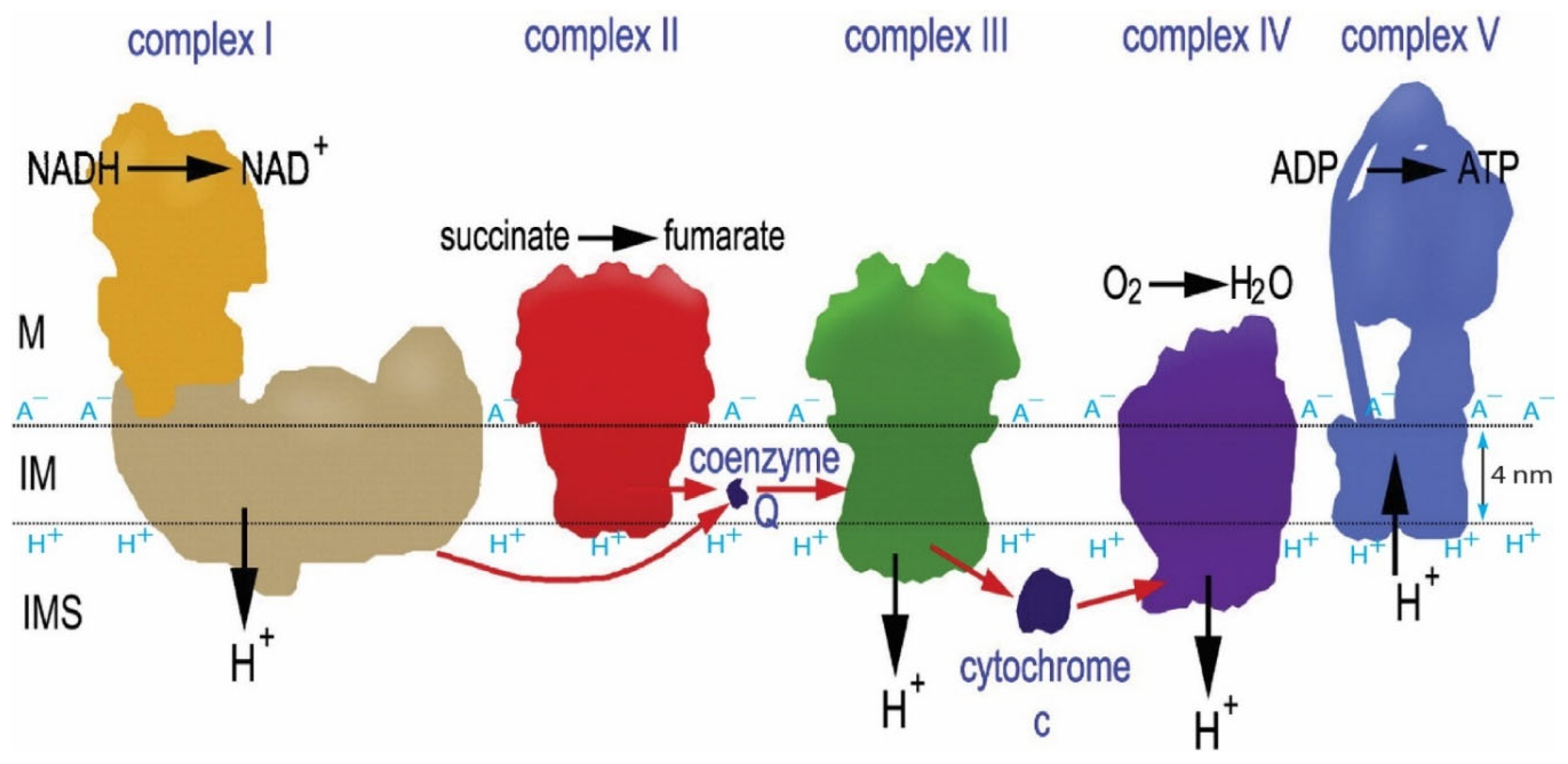 Preprints 104206 g002