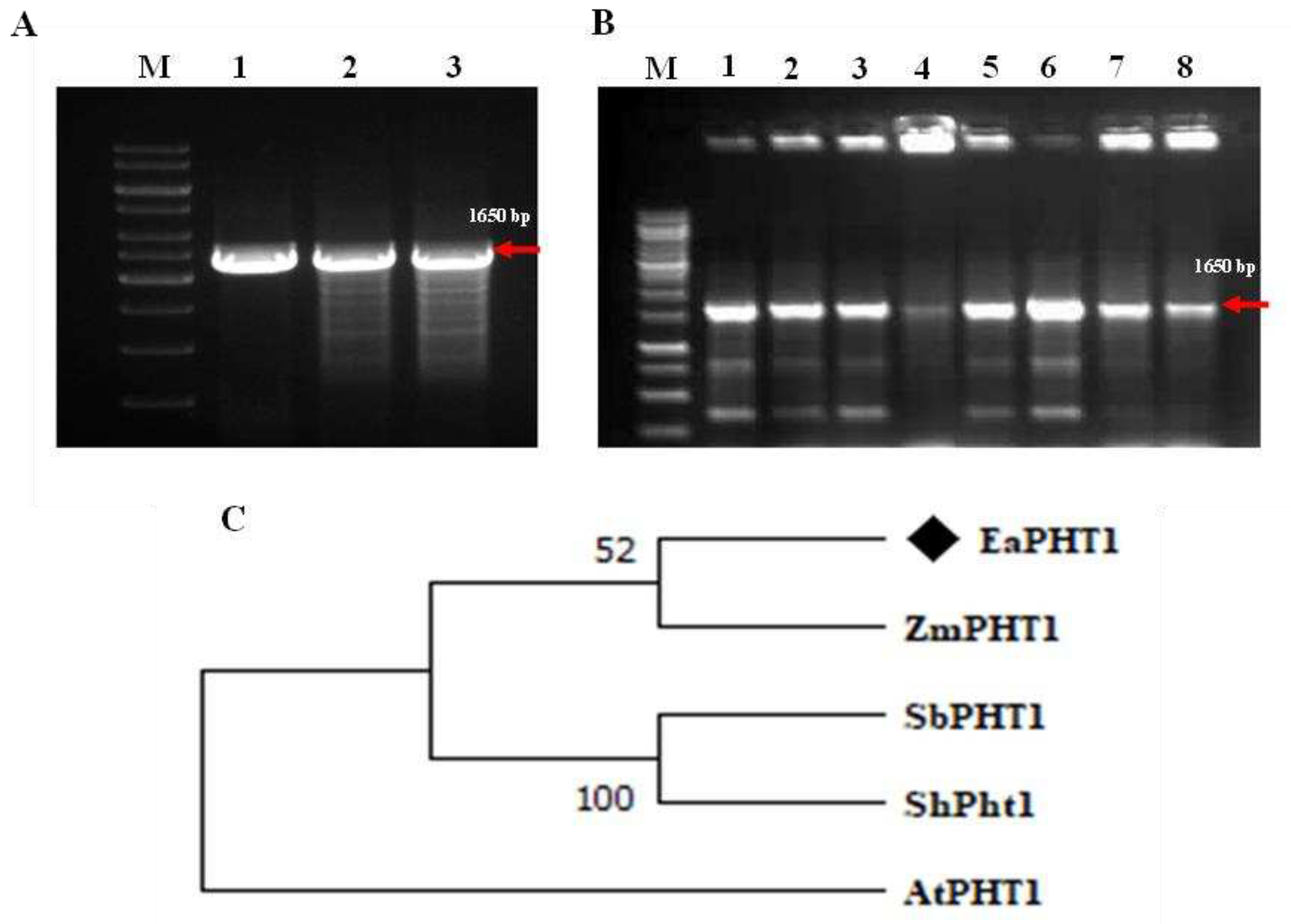 Preprints 86835 g001