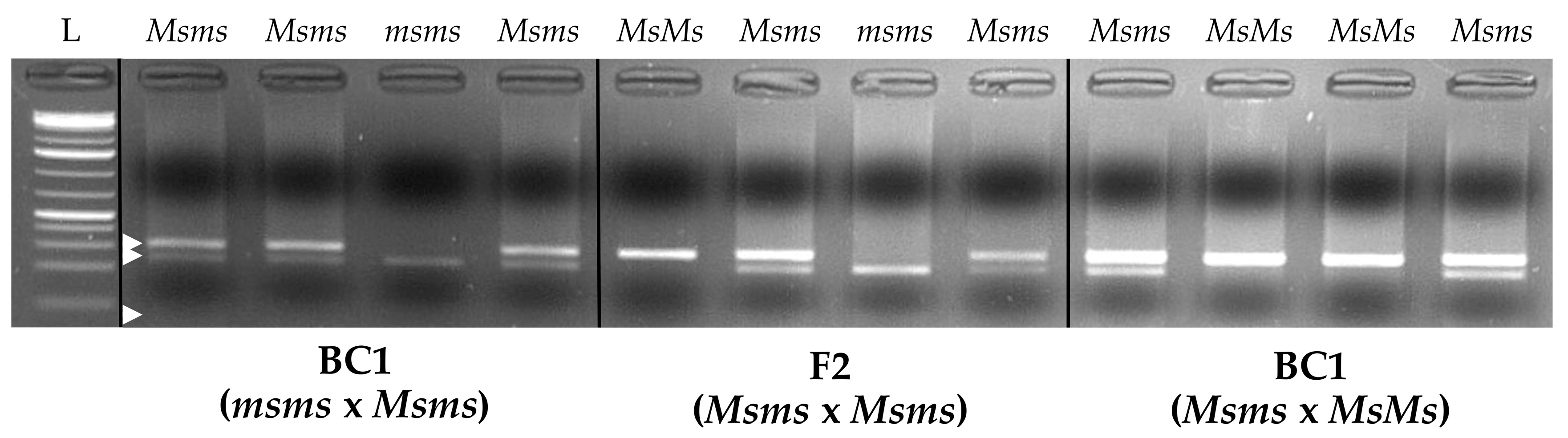 Preprints 68443 g007