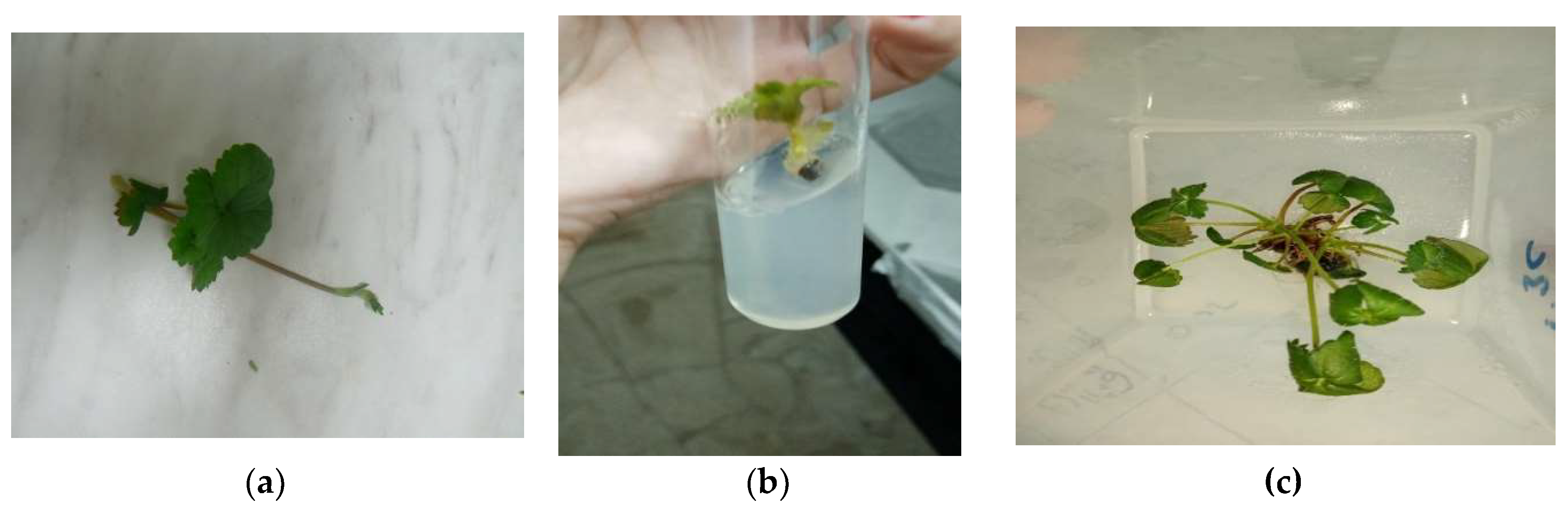 Preprints 81613 g002