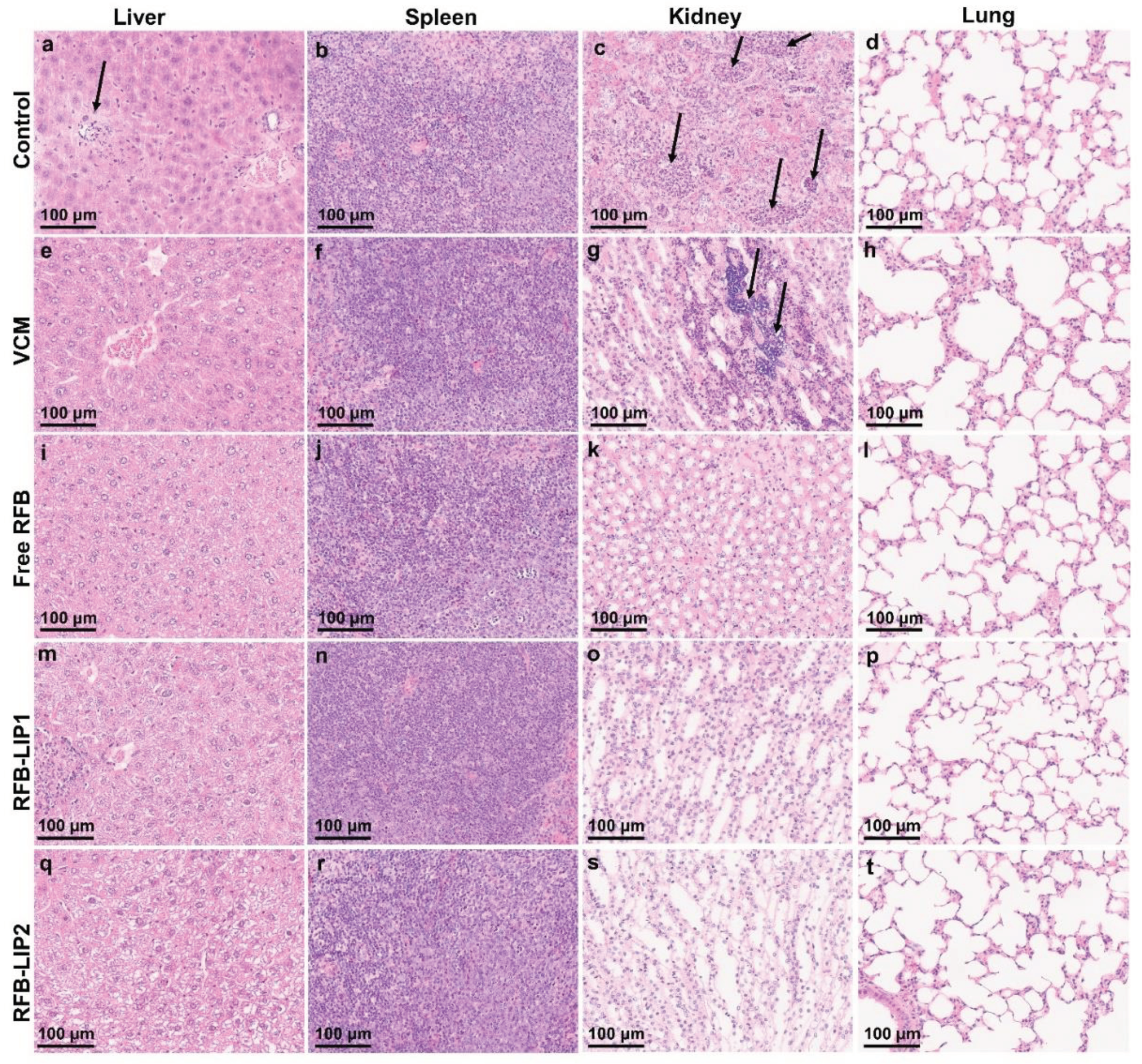 Preprints 99244 g009