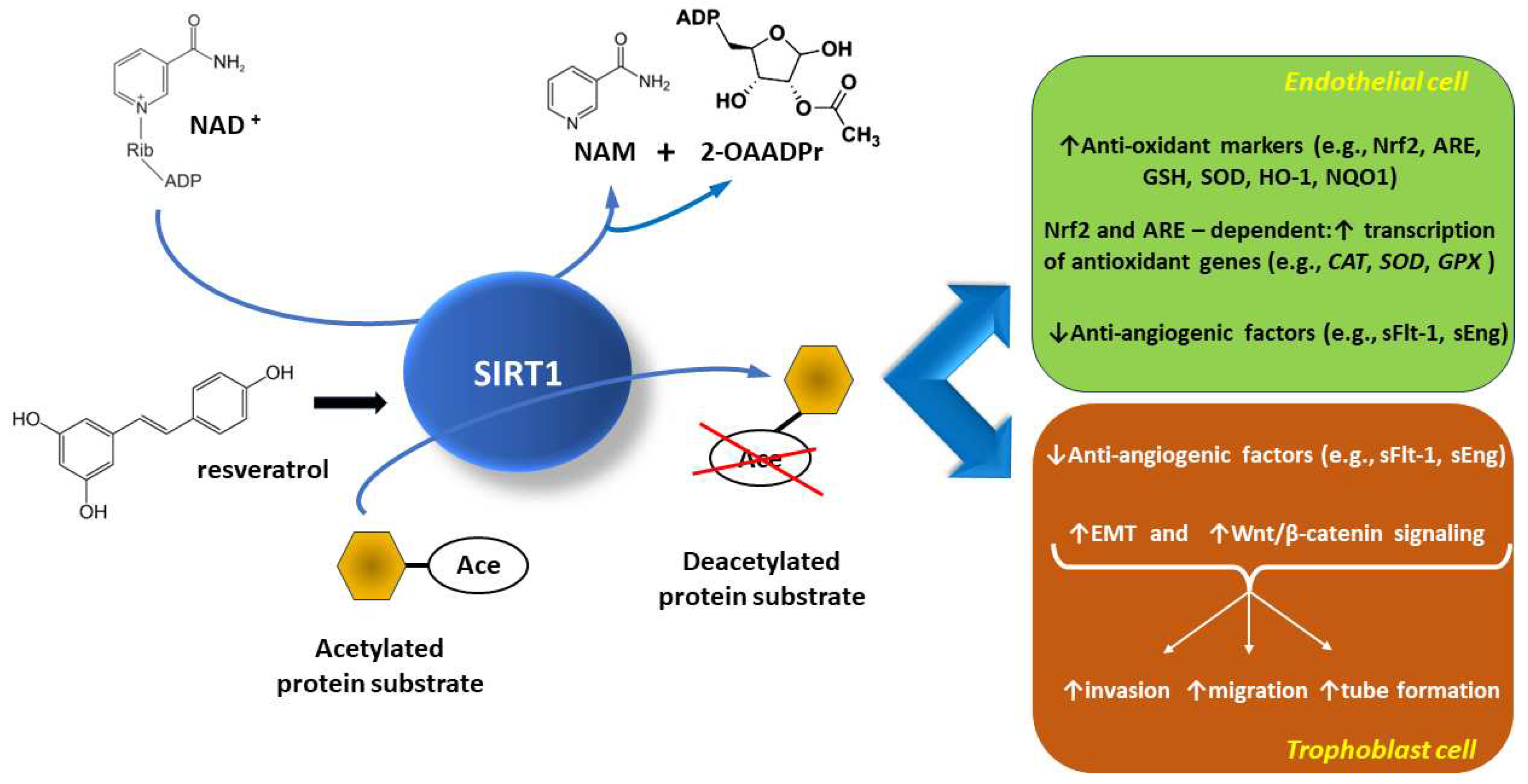 Preprints 87654 g001