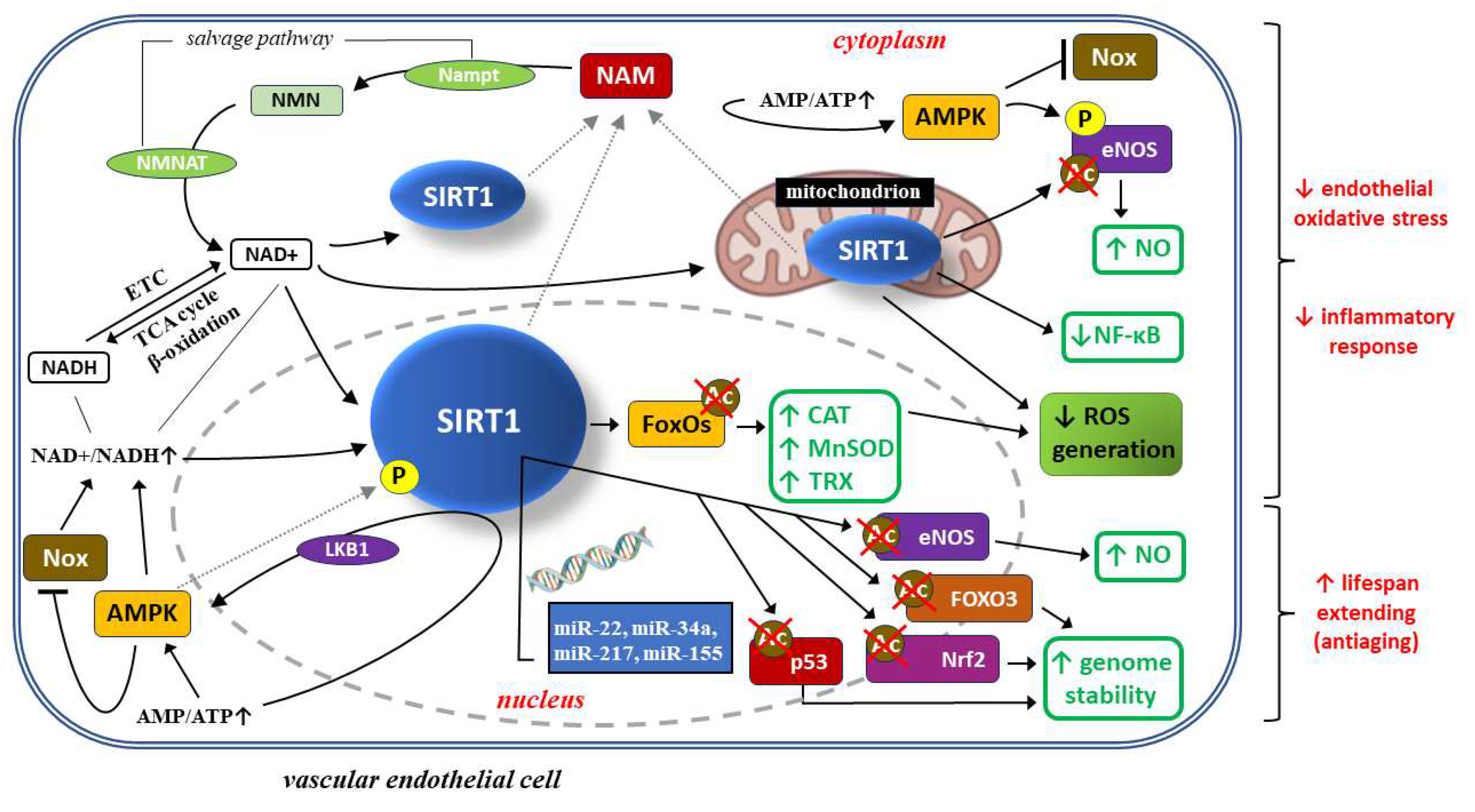 Preprints 87654 g002