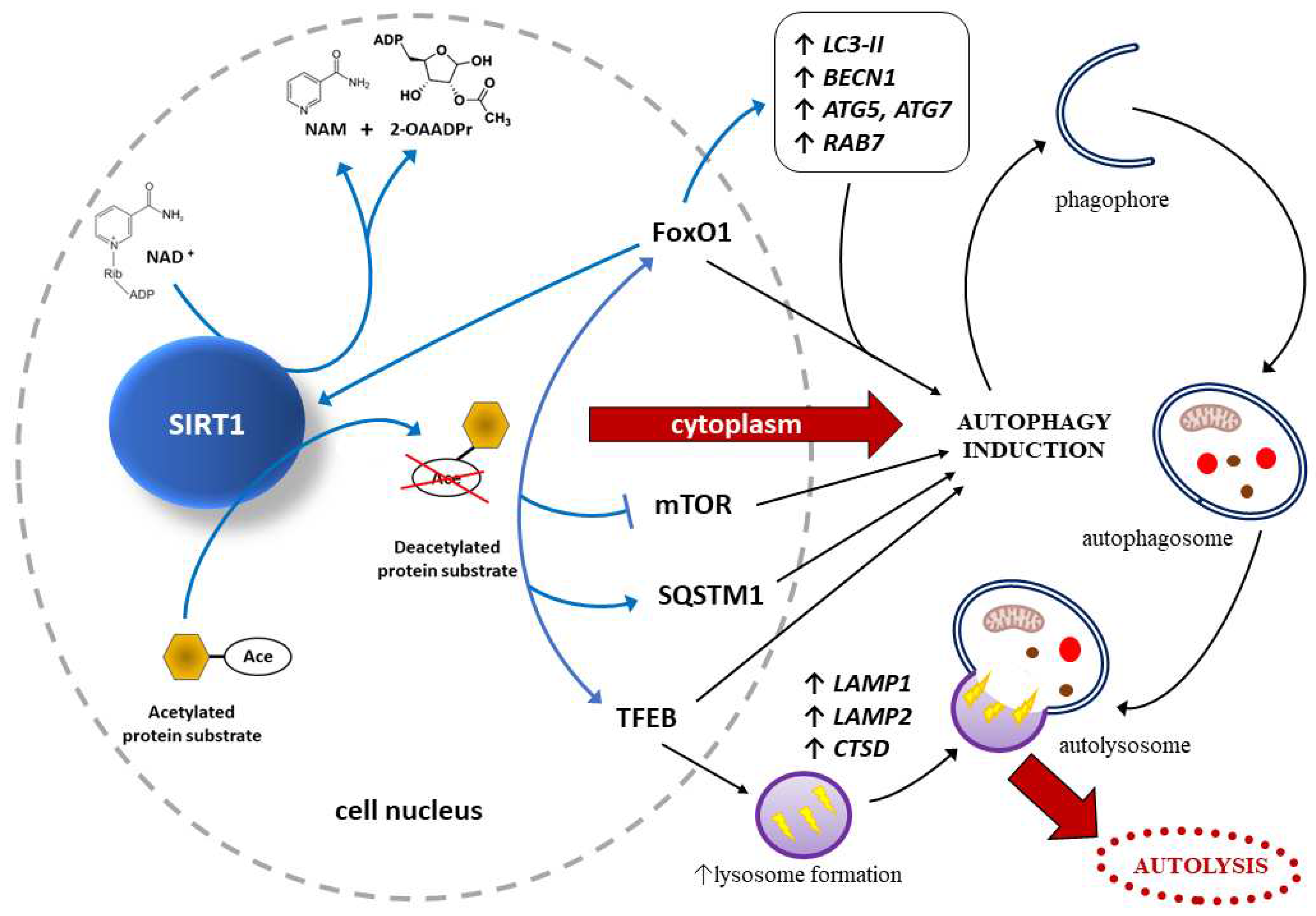 Preprints 87654 g003