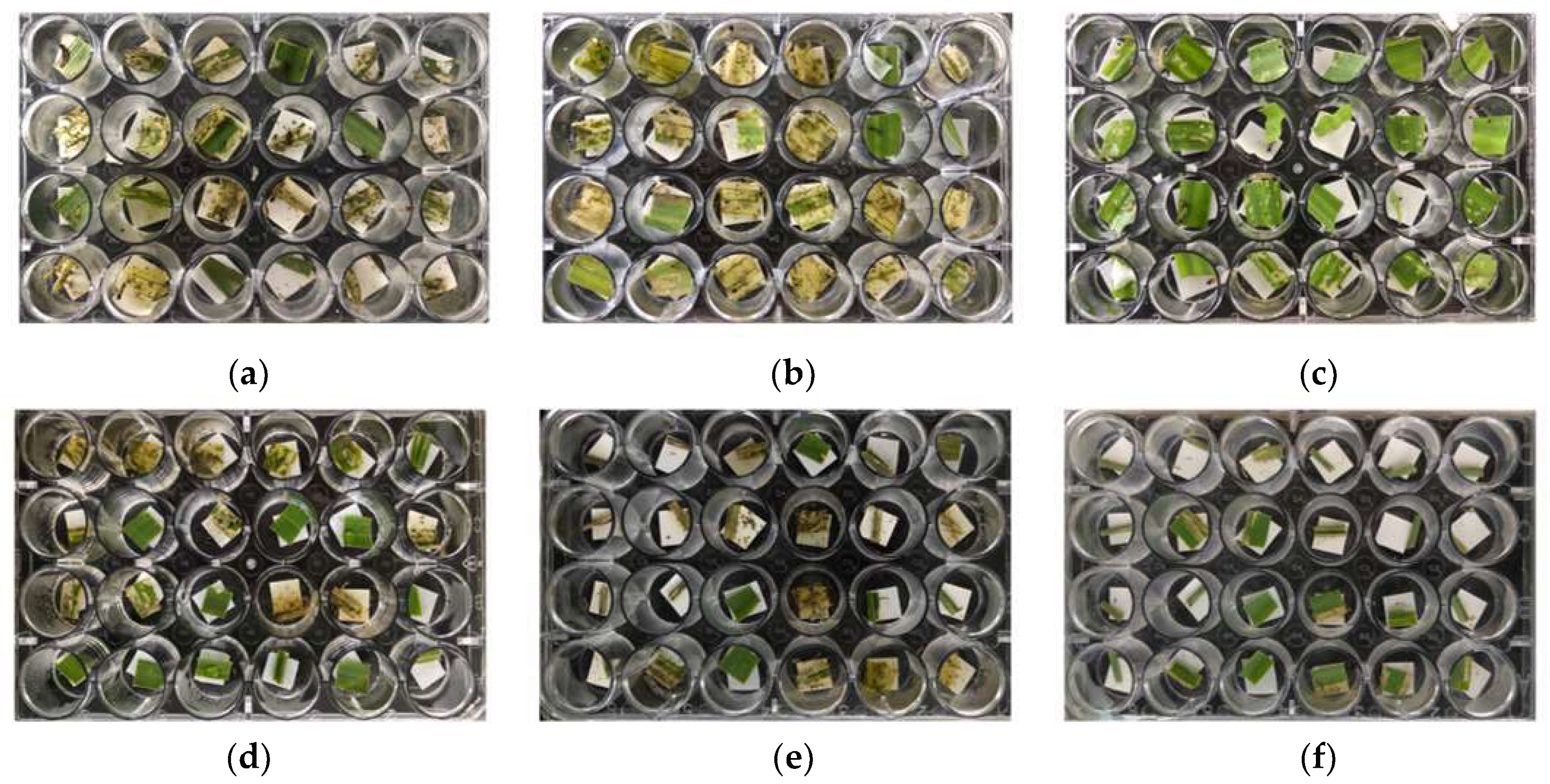 Preprints 83305 g003