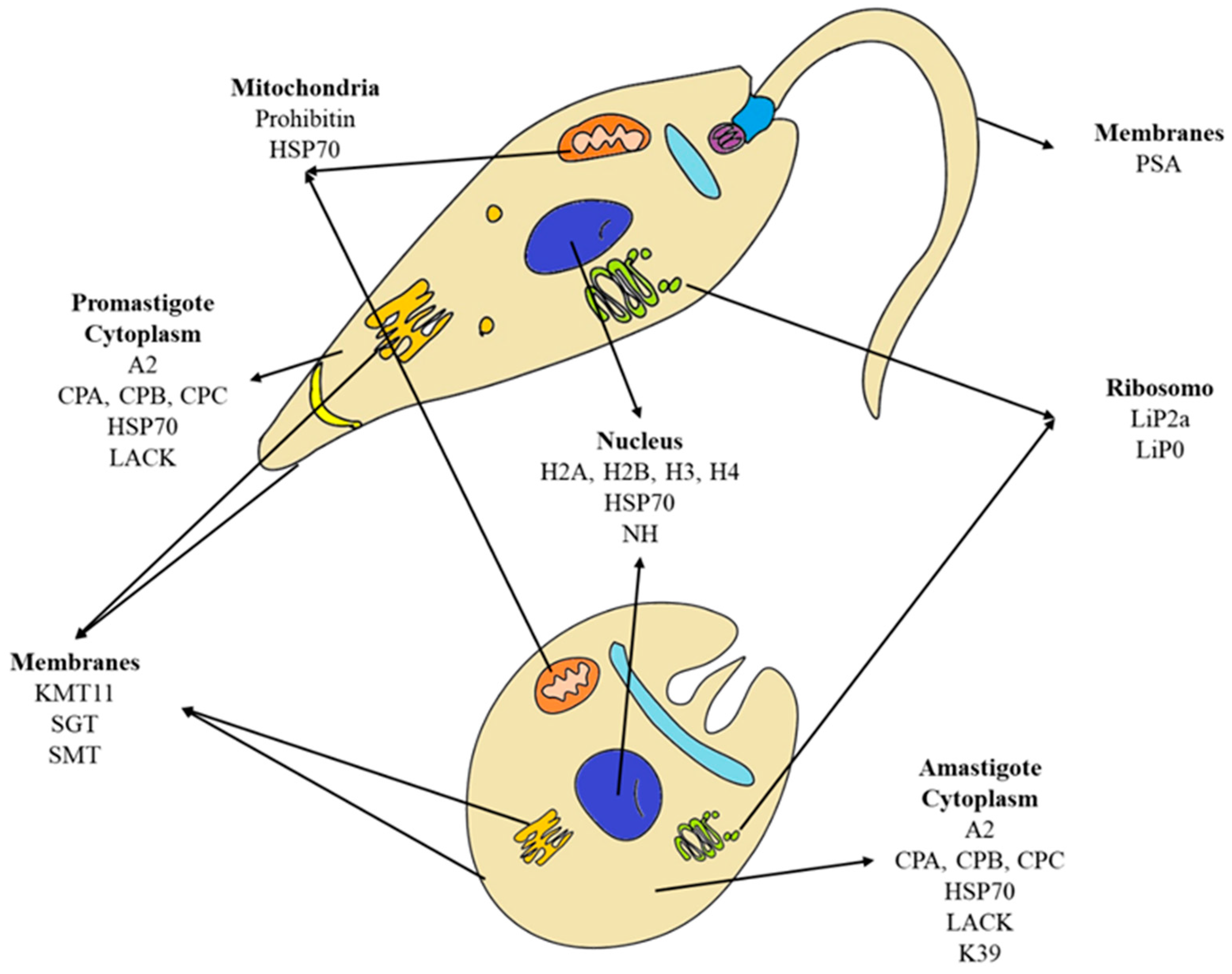 Preprints 97723 g001