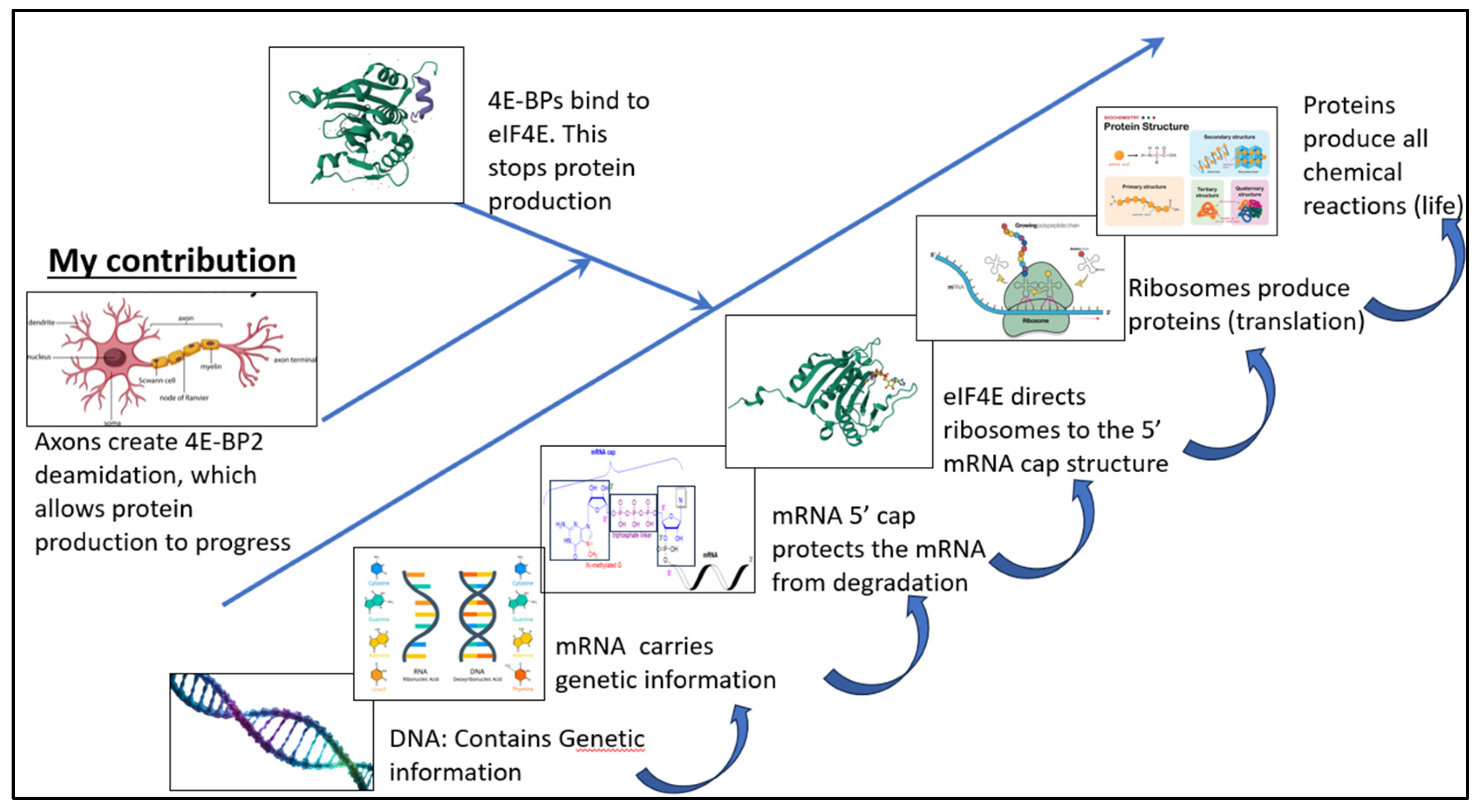 Preprints 138160 g005