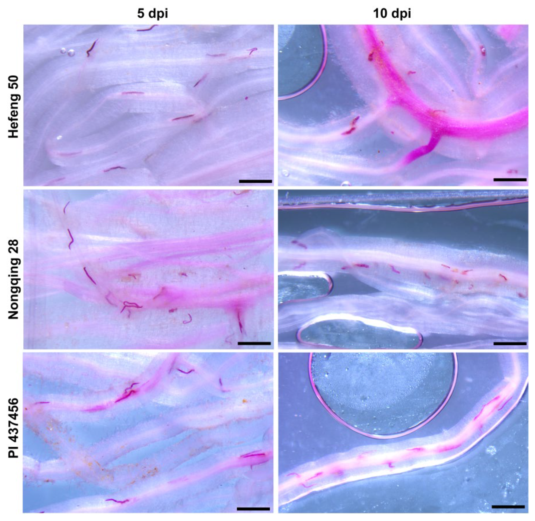 Preprints 112853 g003