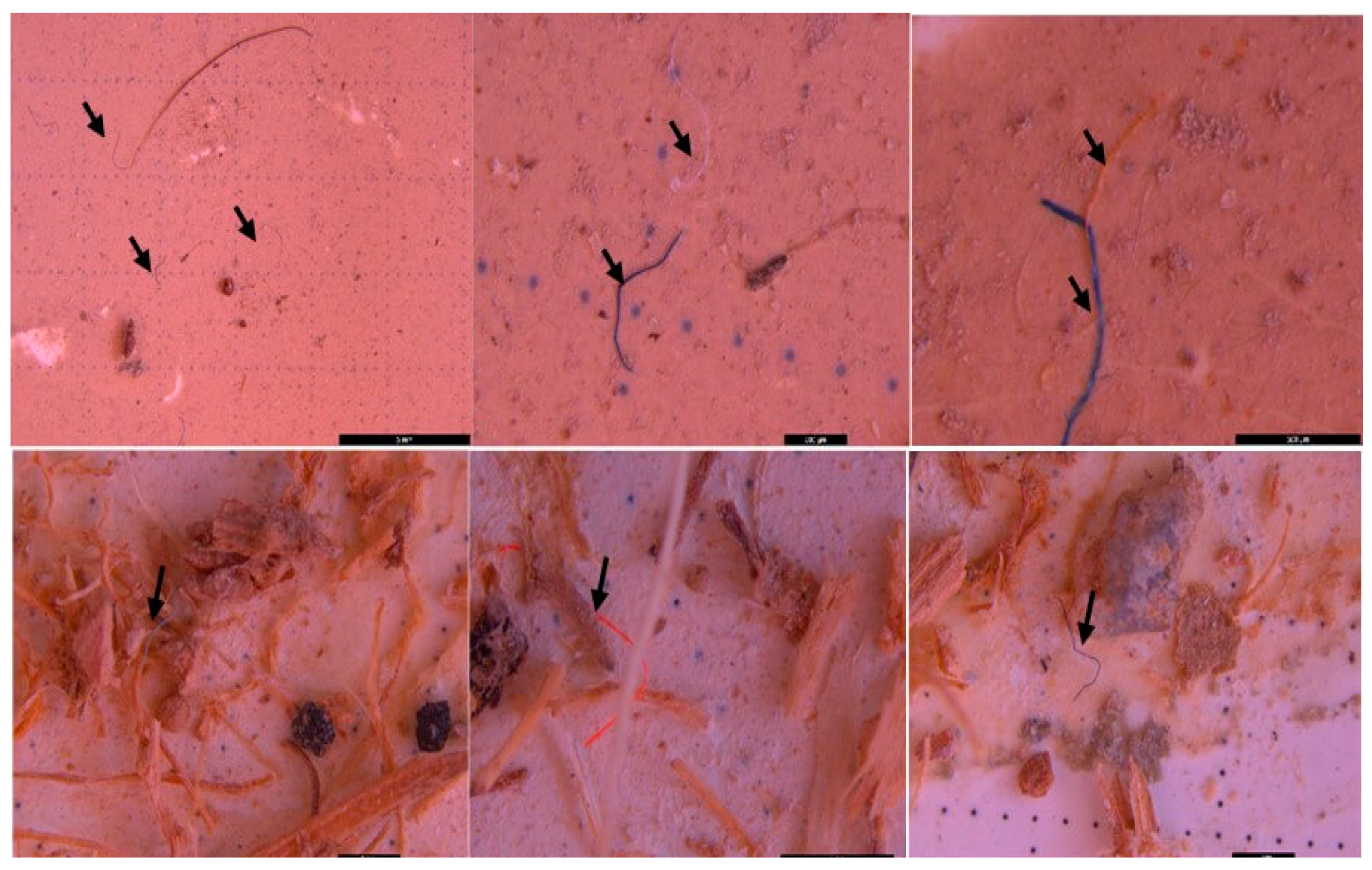 Preprints 91179 g003