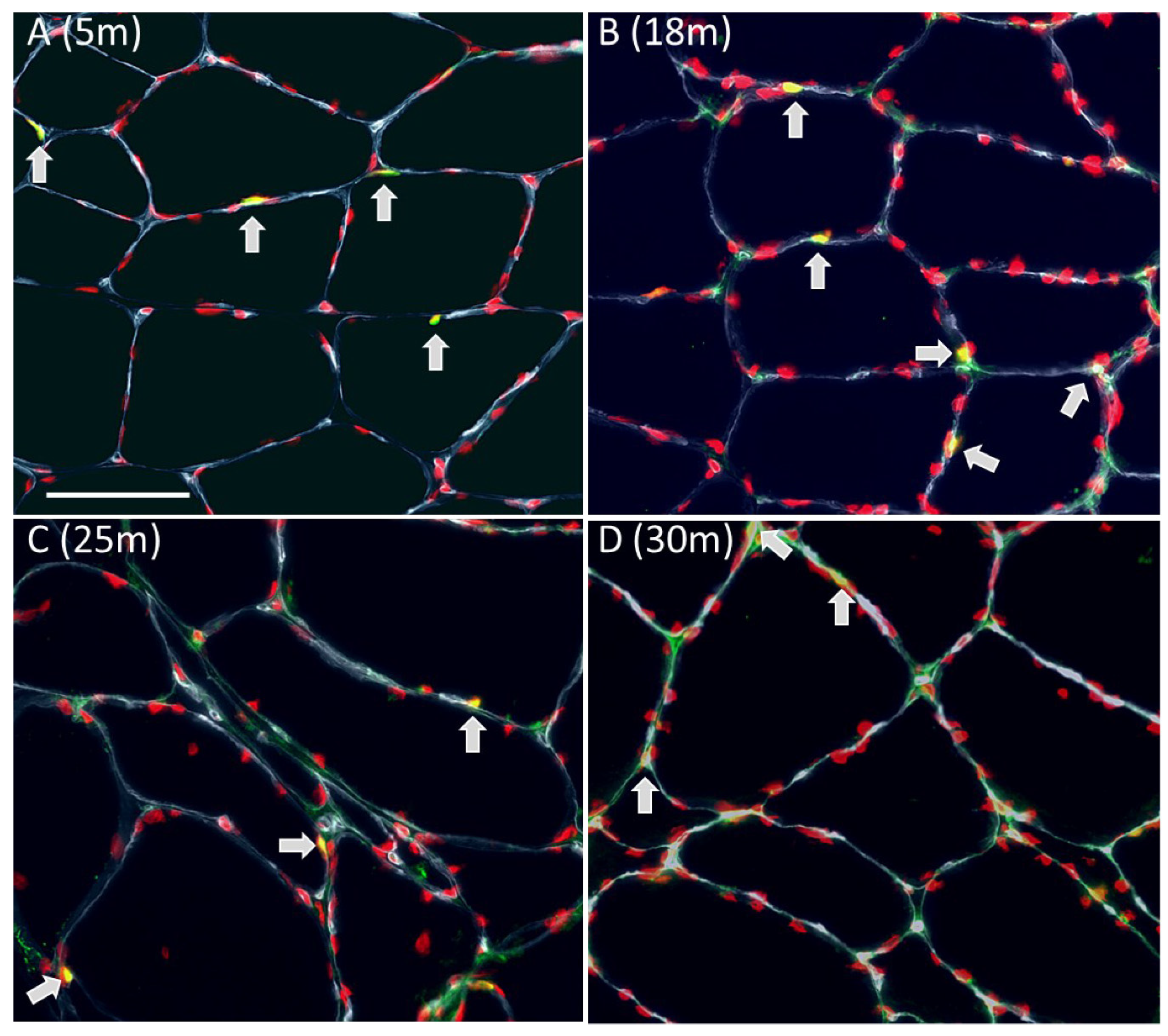 Preprints 78832 g011