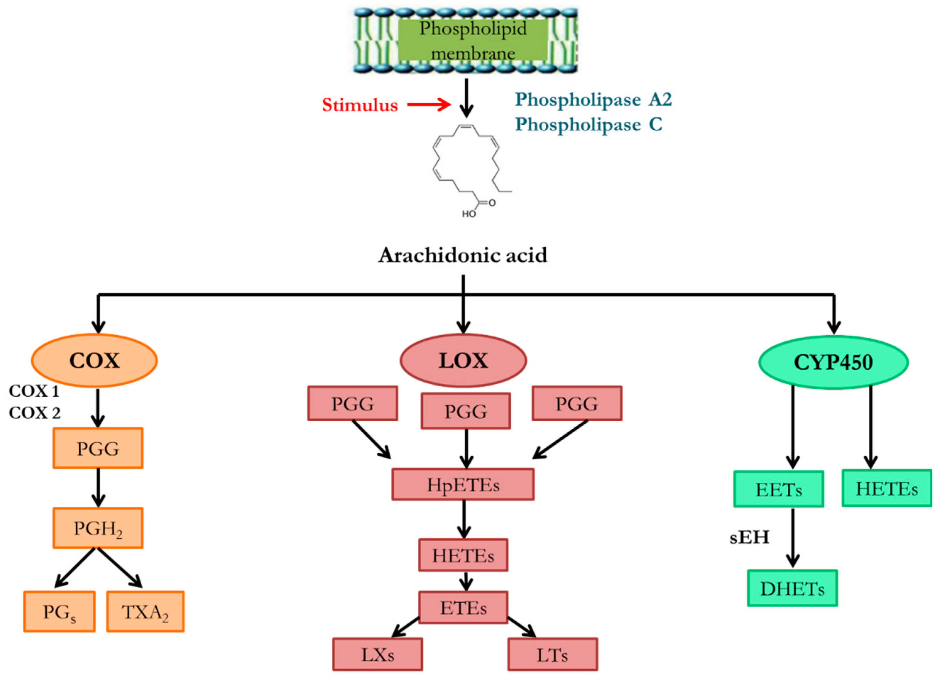 Preprints 94919 g002