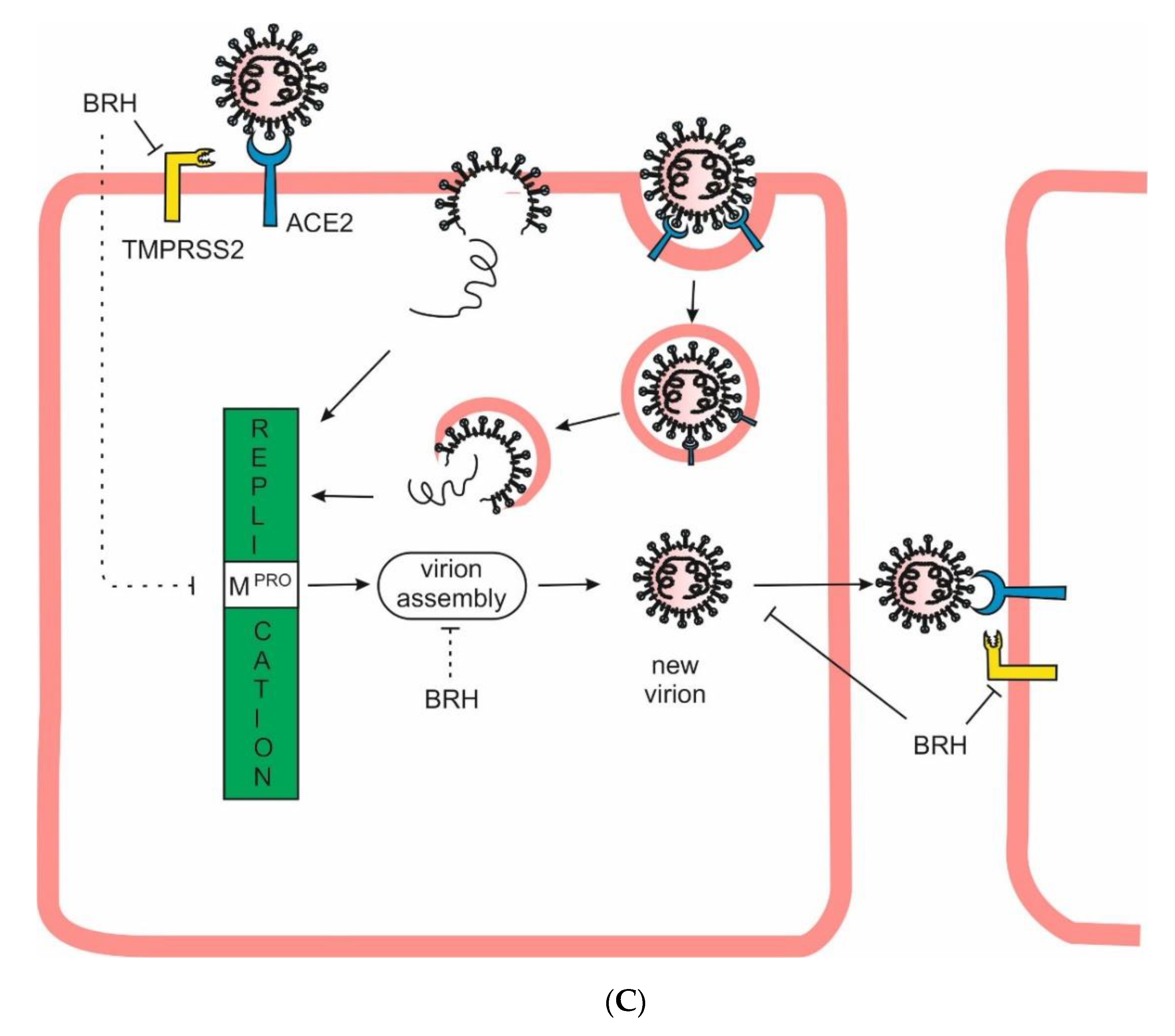 Preprints 137389 g002b