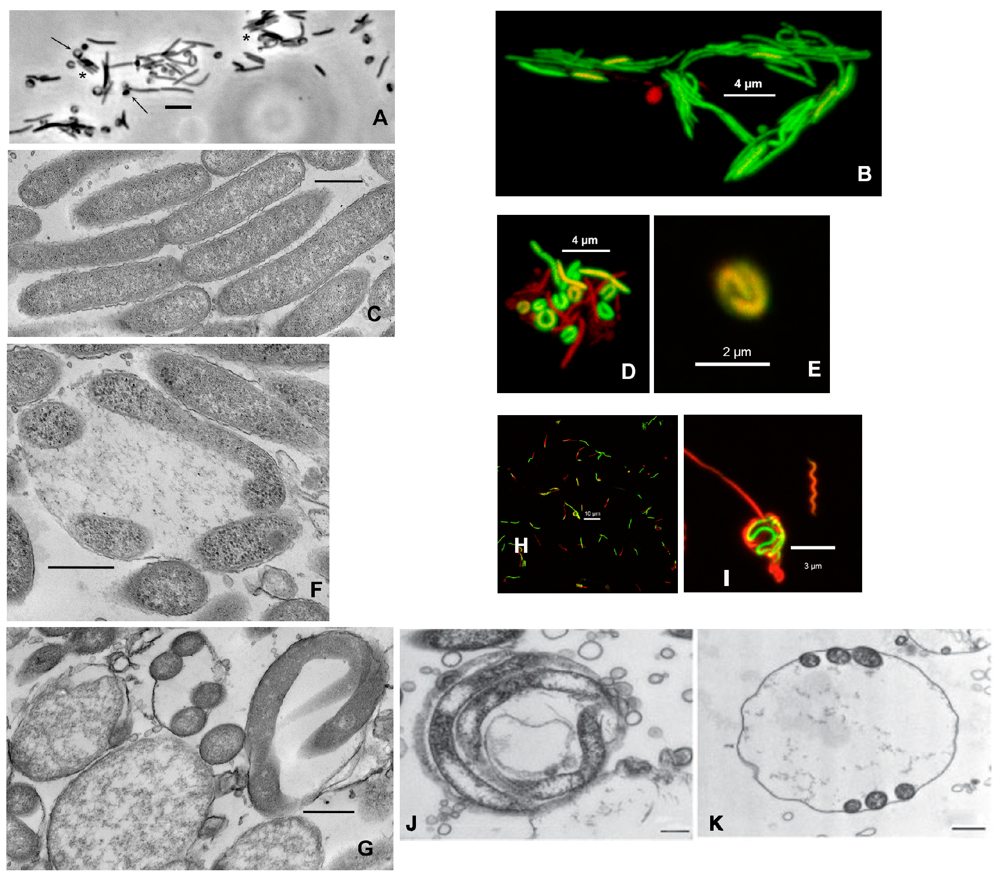 Preprints 80261 g001