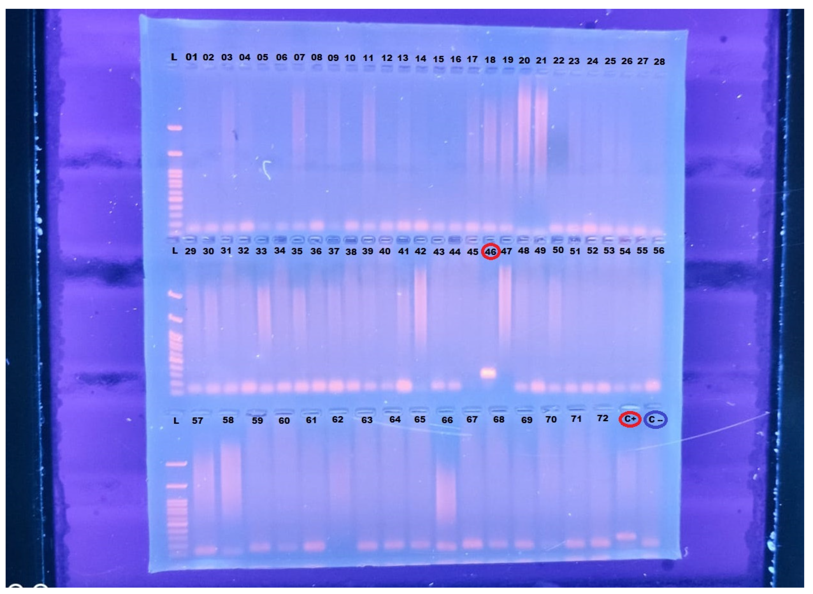 Preprints 118730 g001