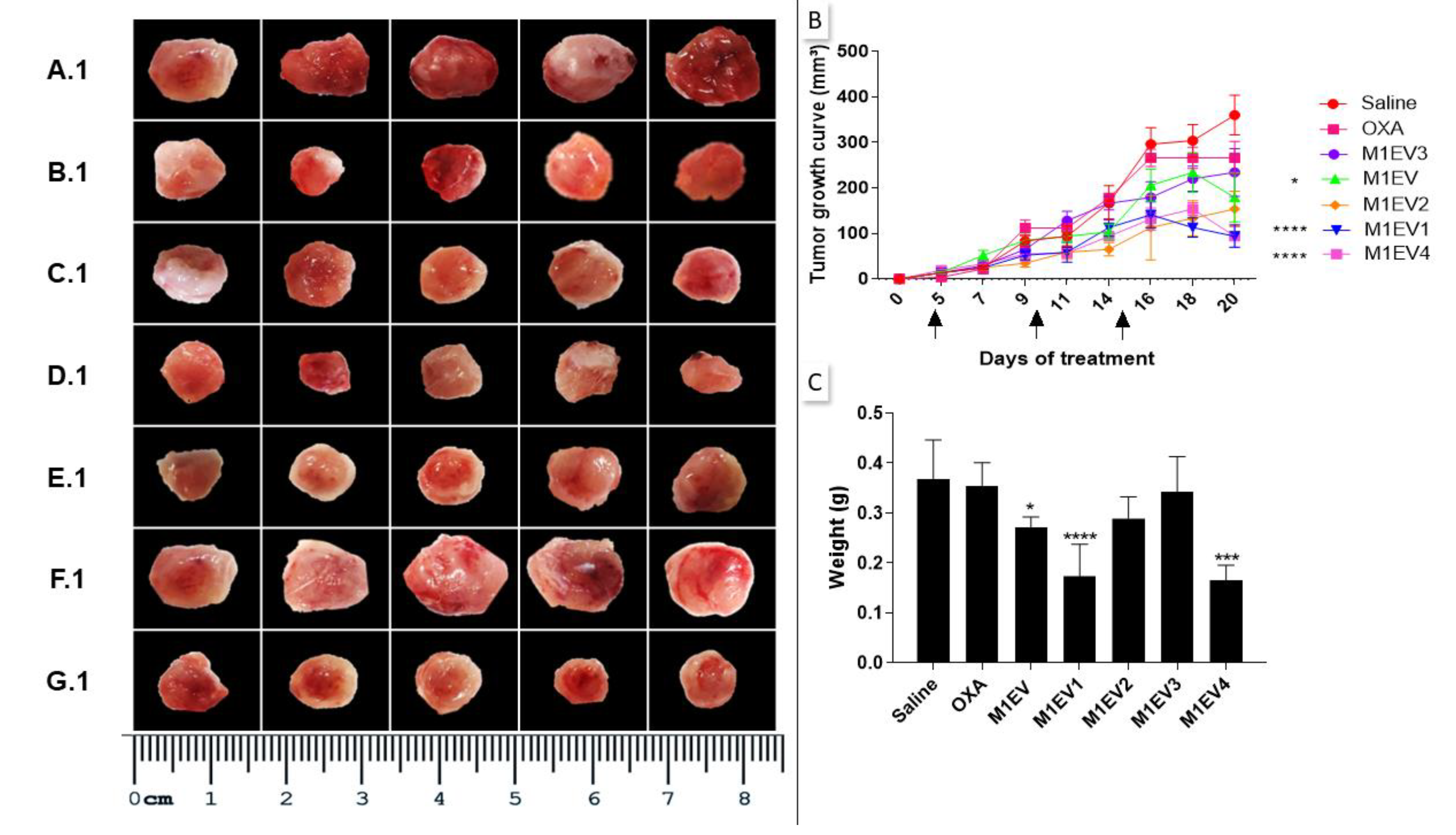 Preprints 74571 g005