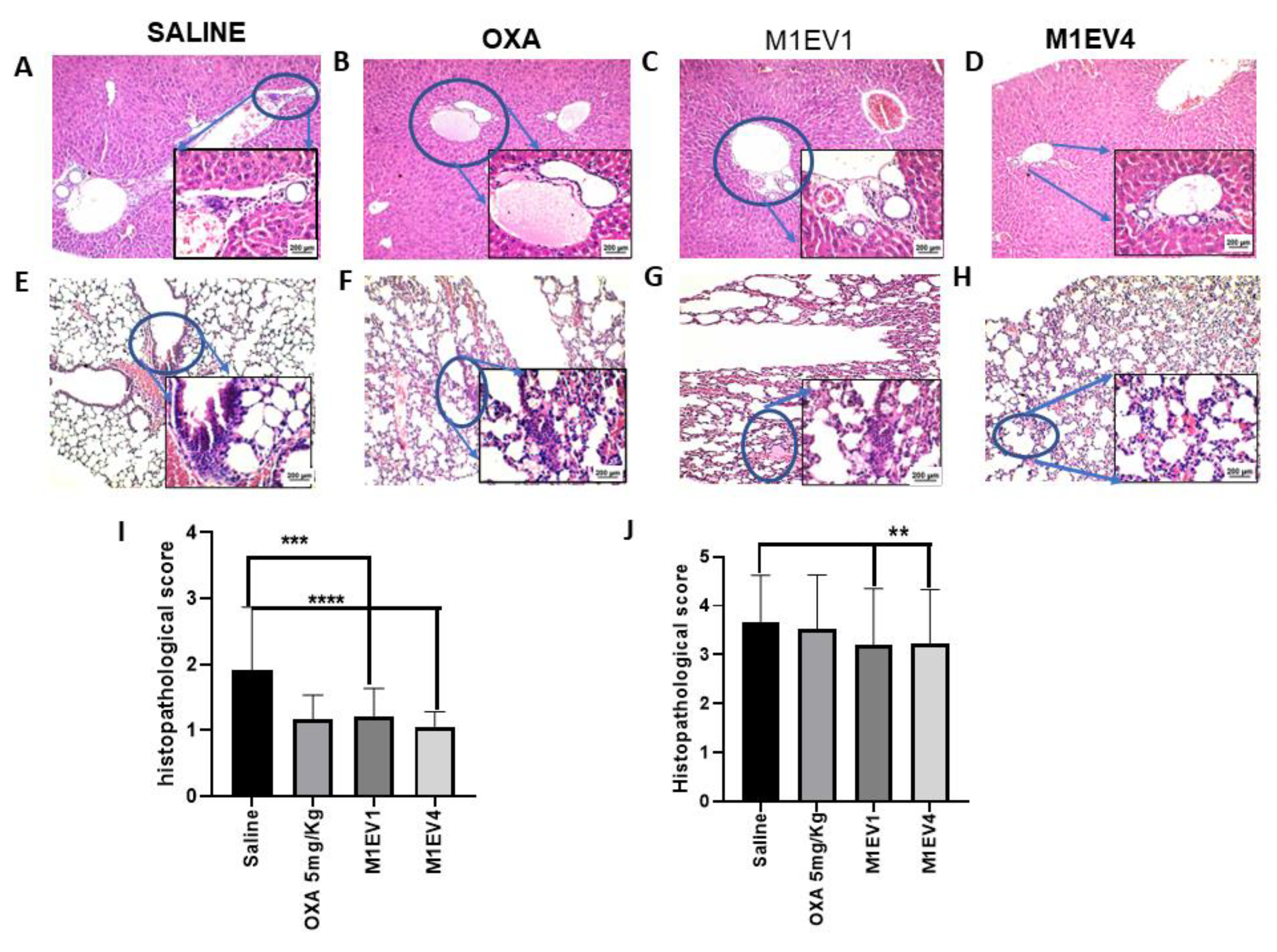 Preprints 74571 g011