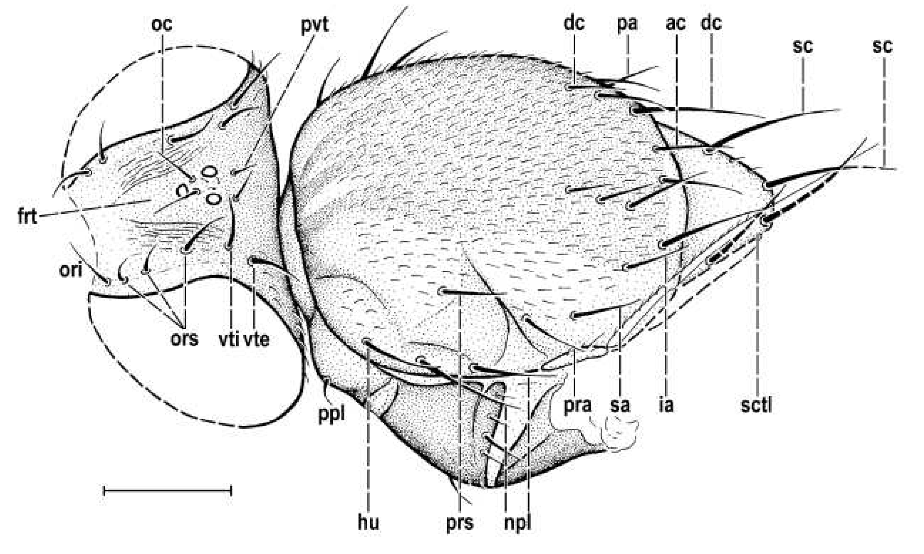 Preprints 86493 g004