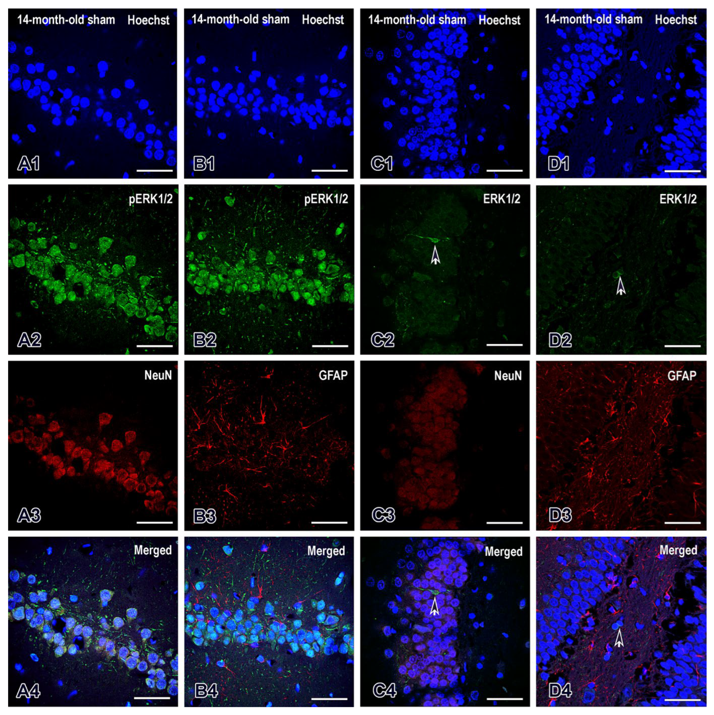 Preprints 112476 g009