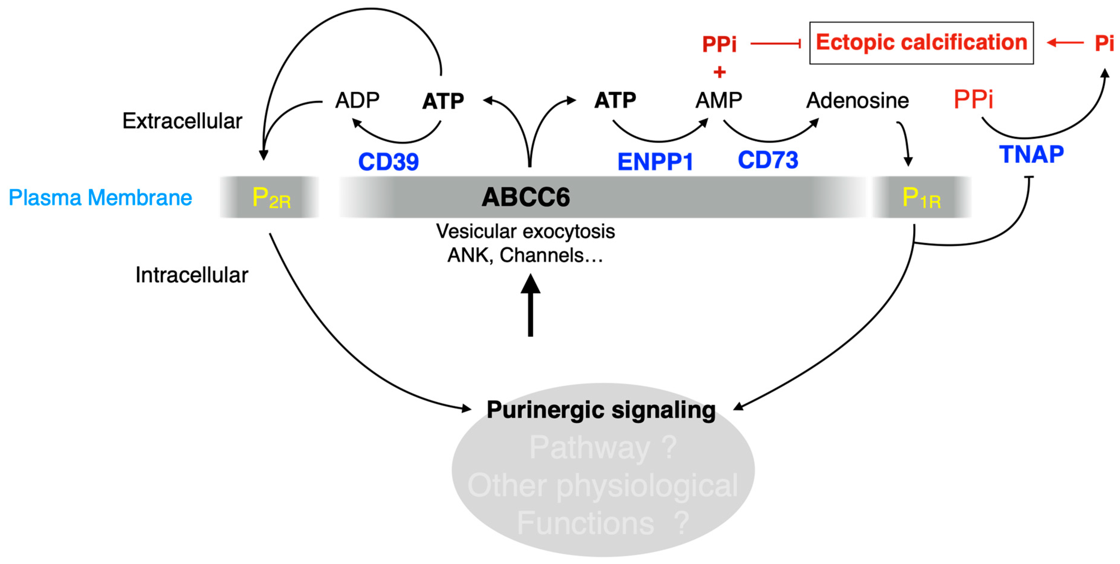 Preprints 93508 g006