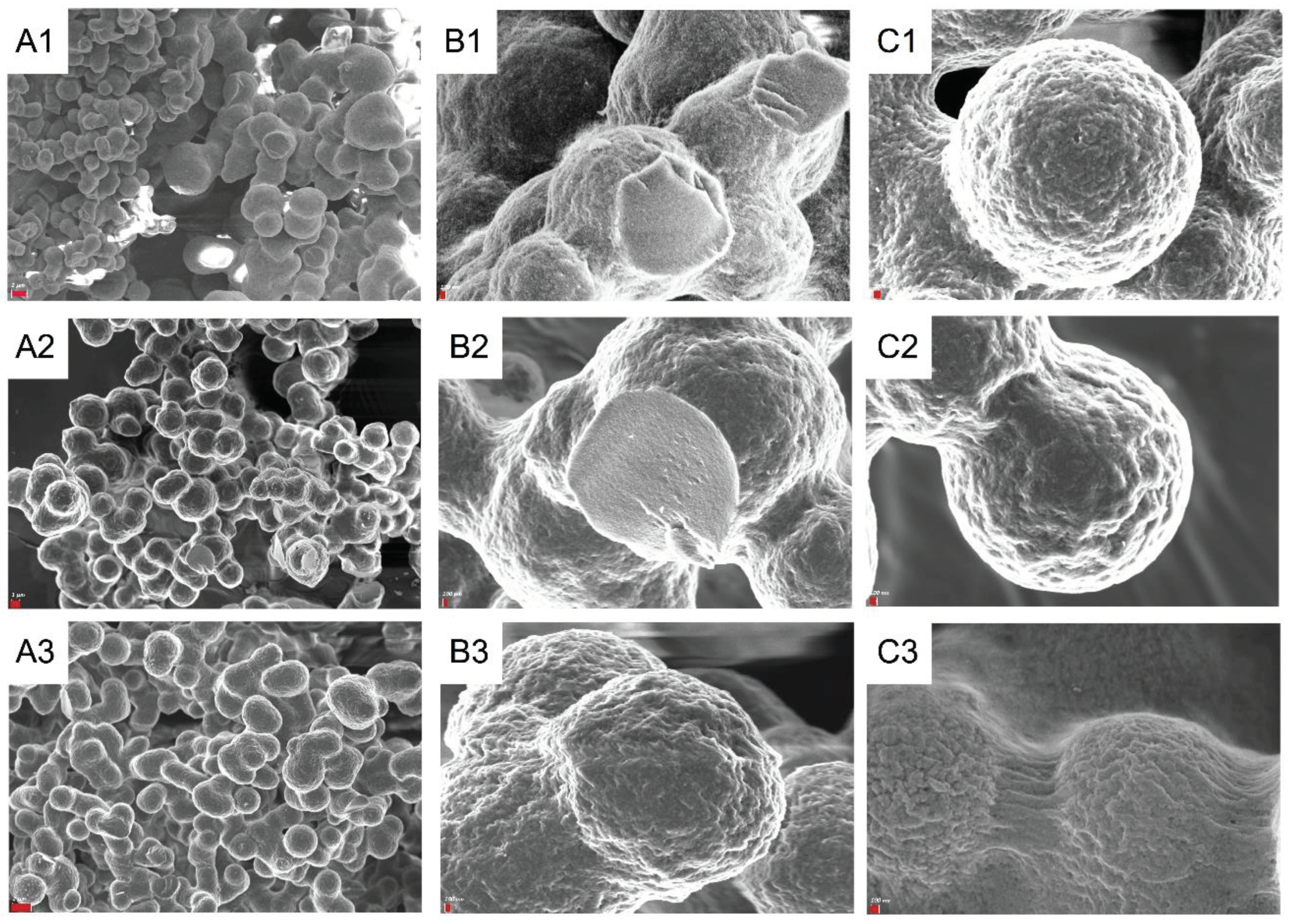 Preprints 100499 g001