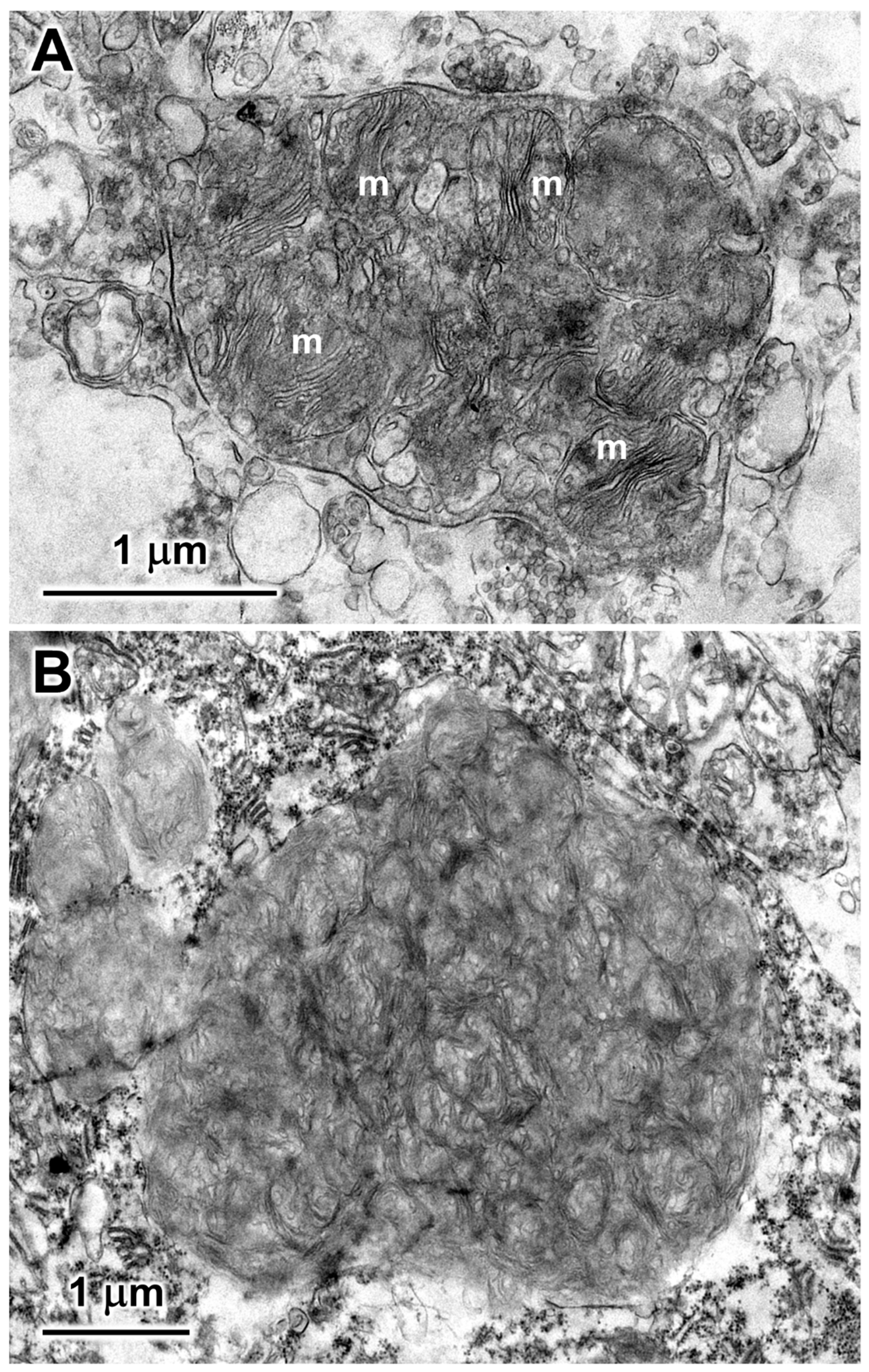 Preprints 105322 g004