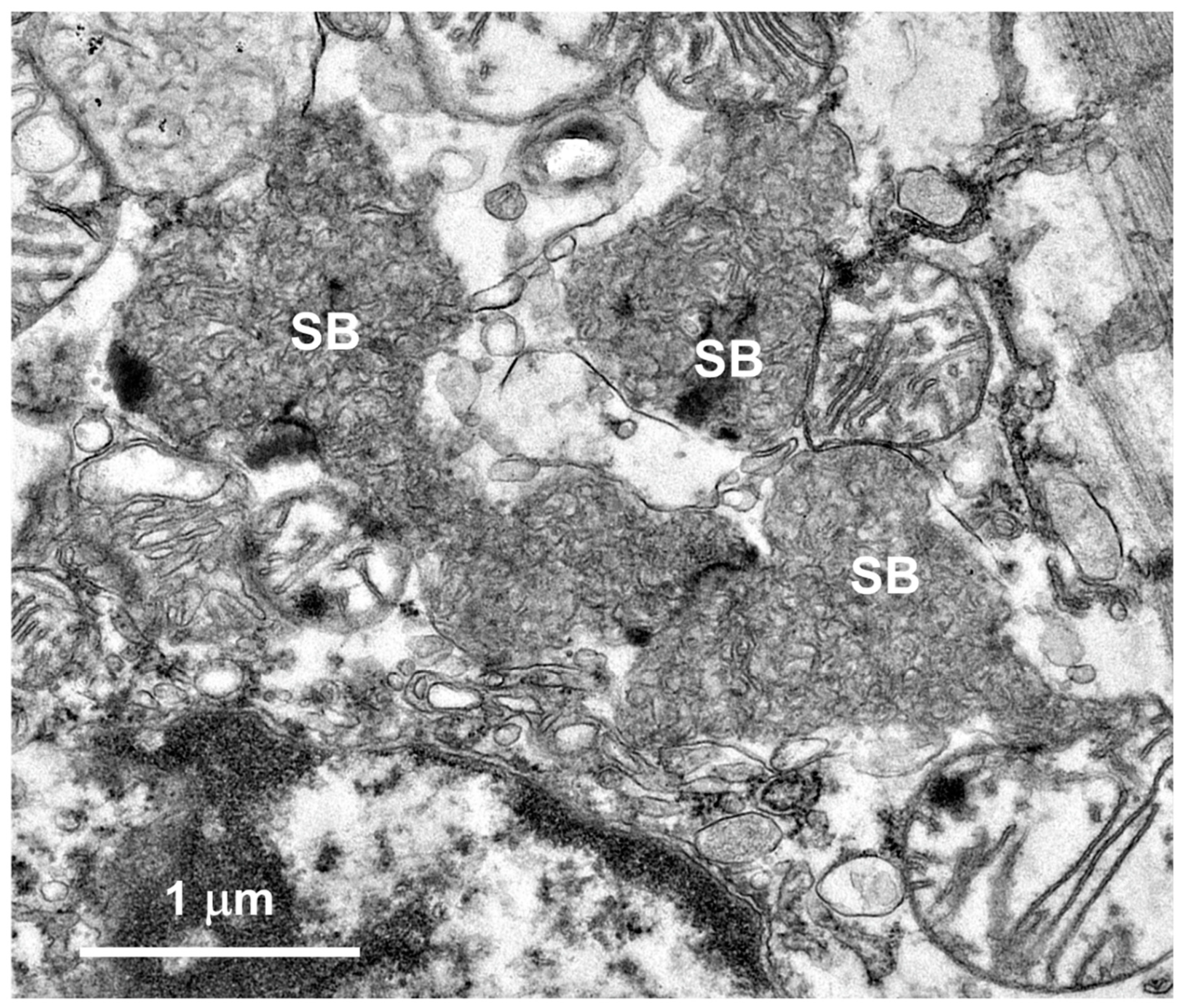 Preprints 105322 g008