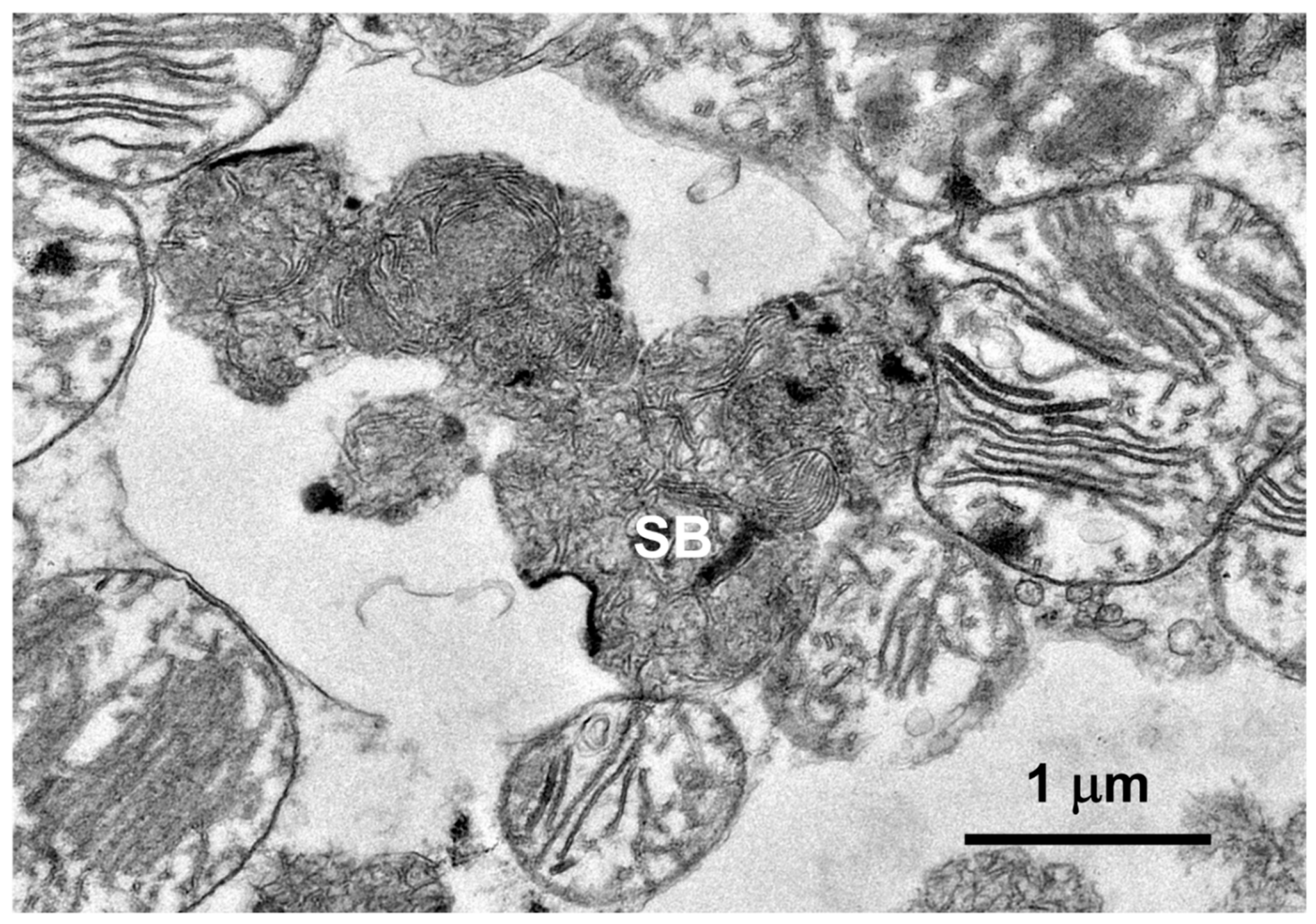 Preprints 105322 g009