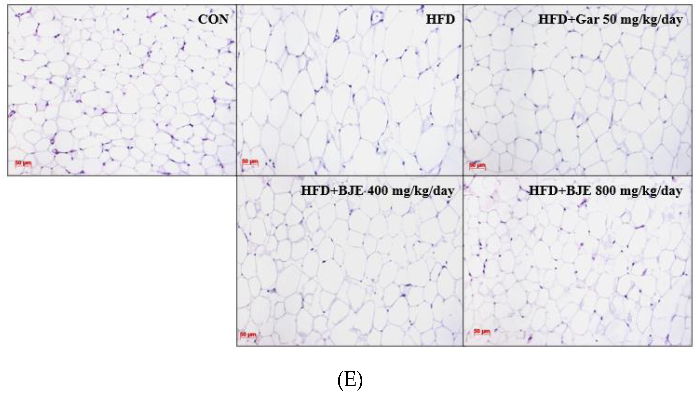 Preprints 97298 g004b