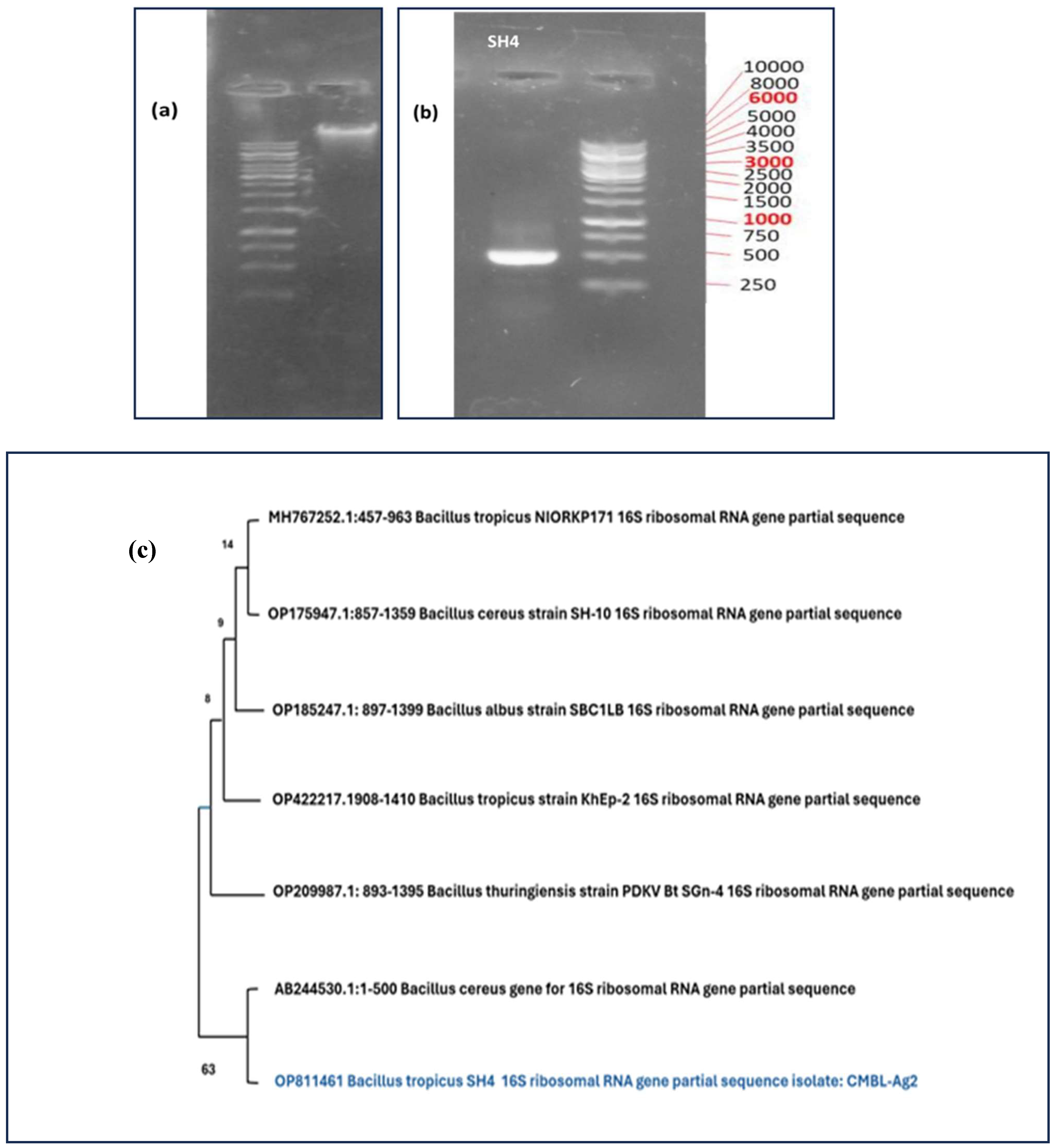 Preprints 121971 g001