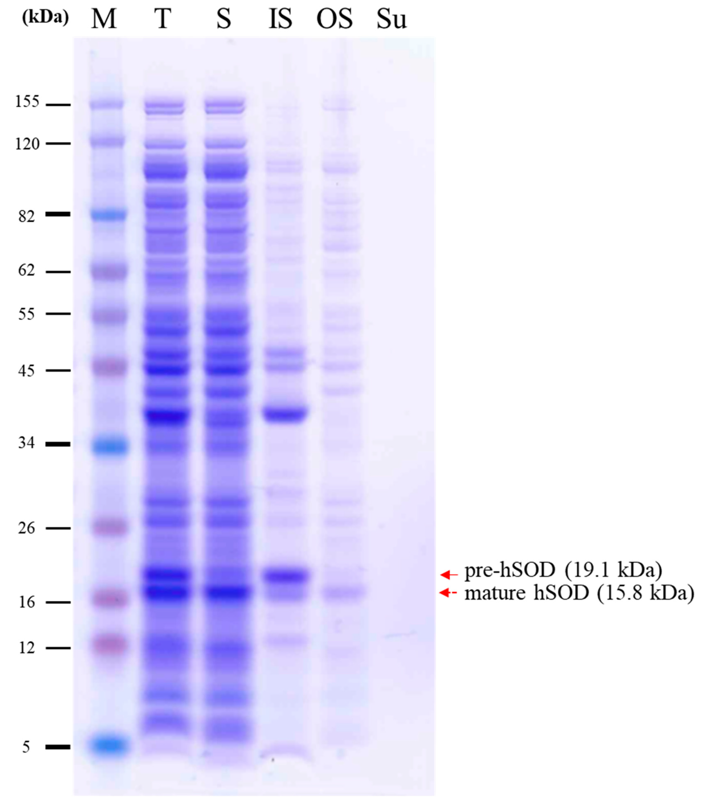 Preprints 135803 g003