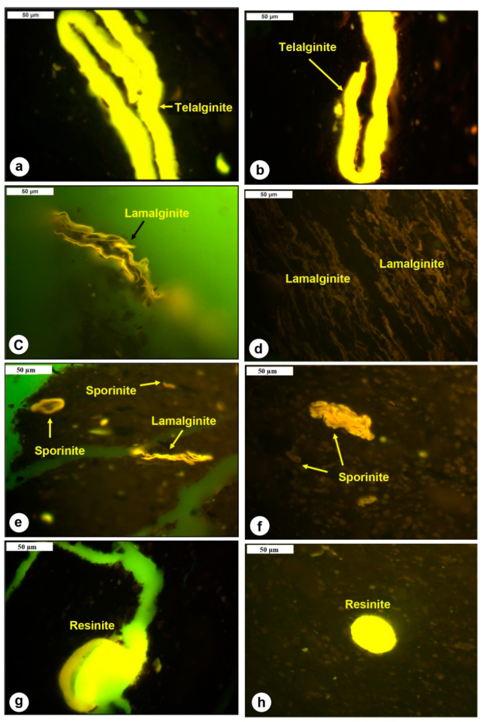 Preprints 91297 g005