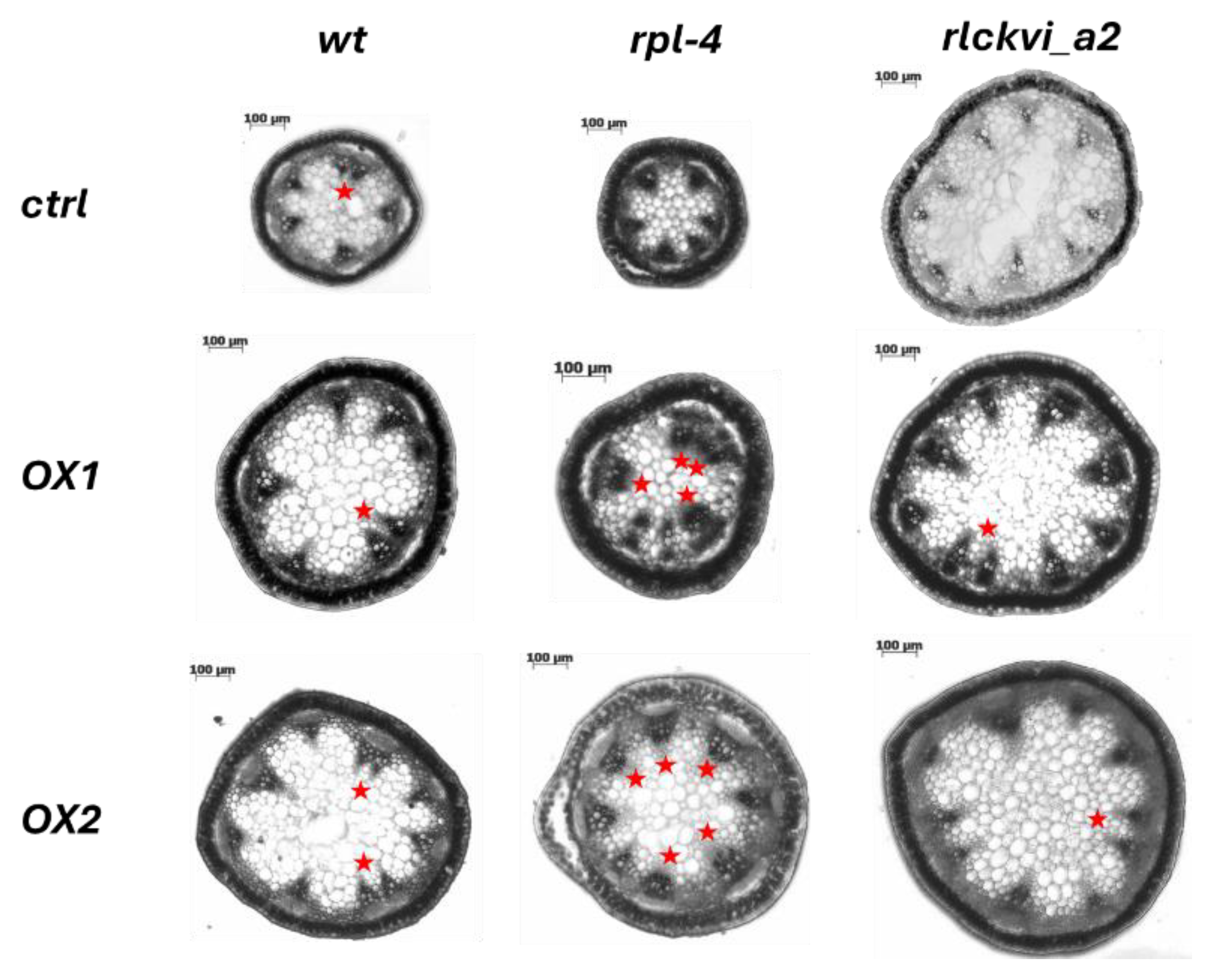 Preprints 111276 g006