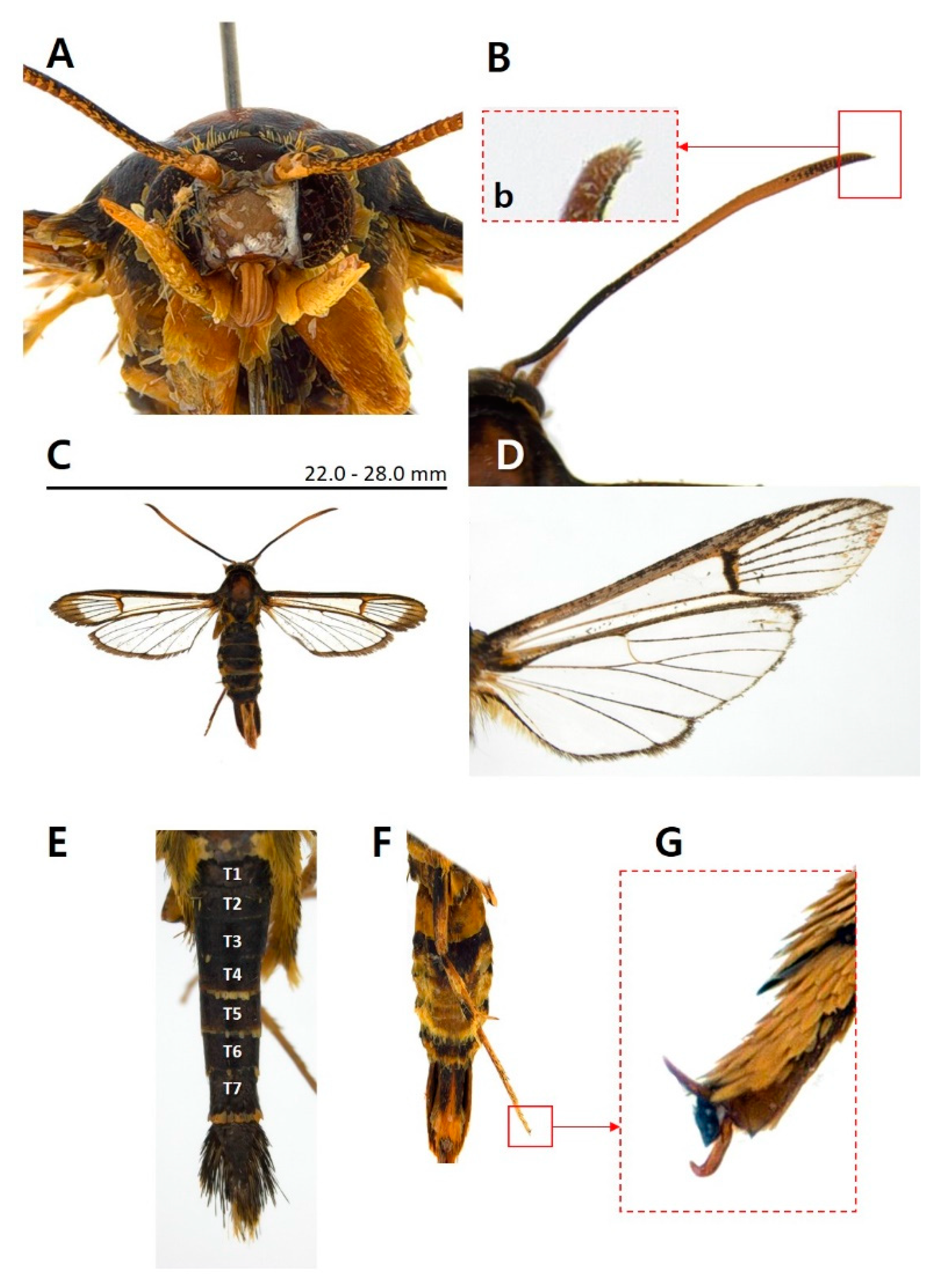 Preprints 93307 g004