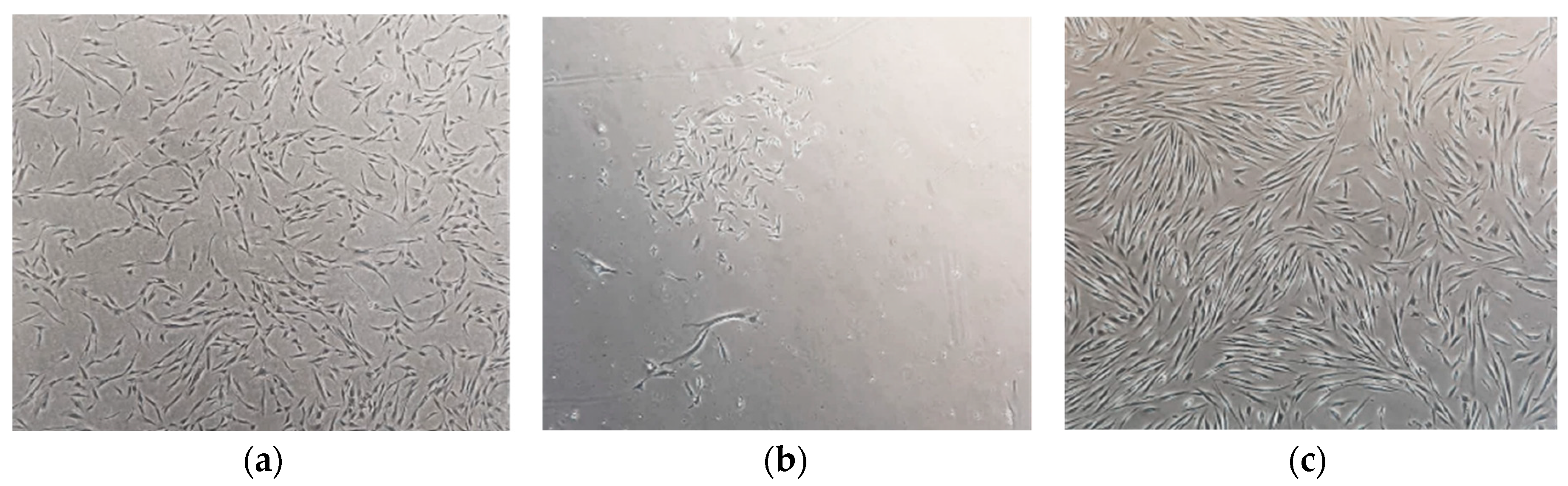 Preprints 100154 g001