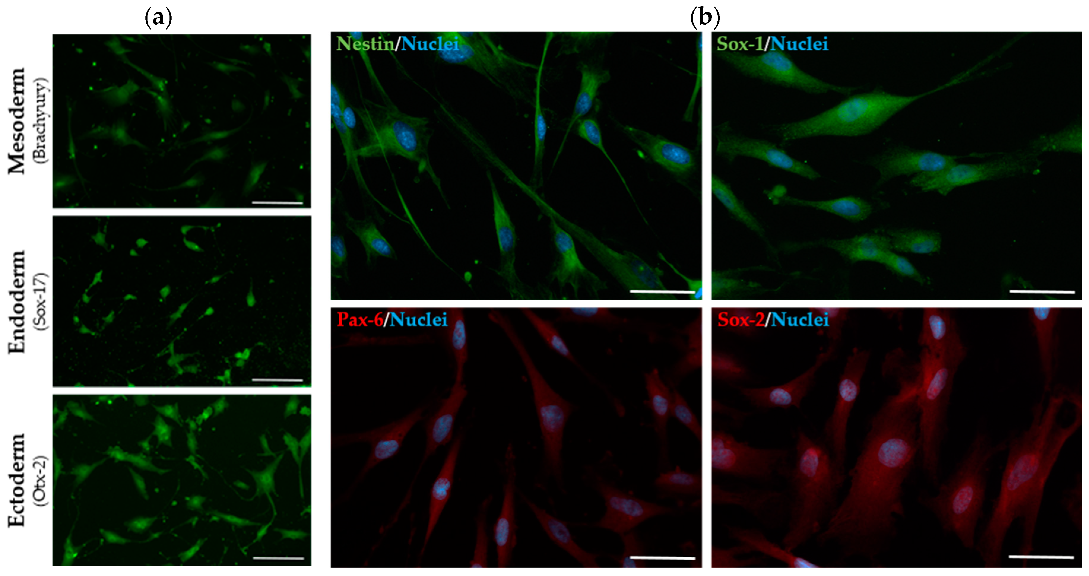 Preprints 100154 g002