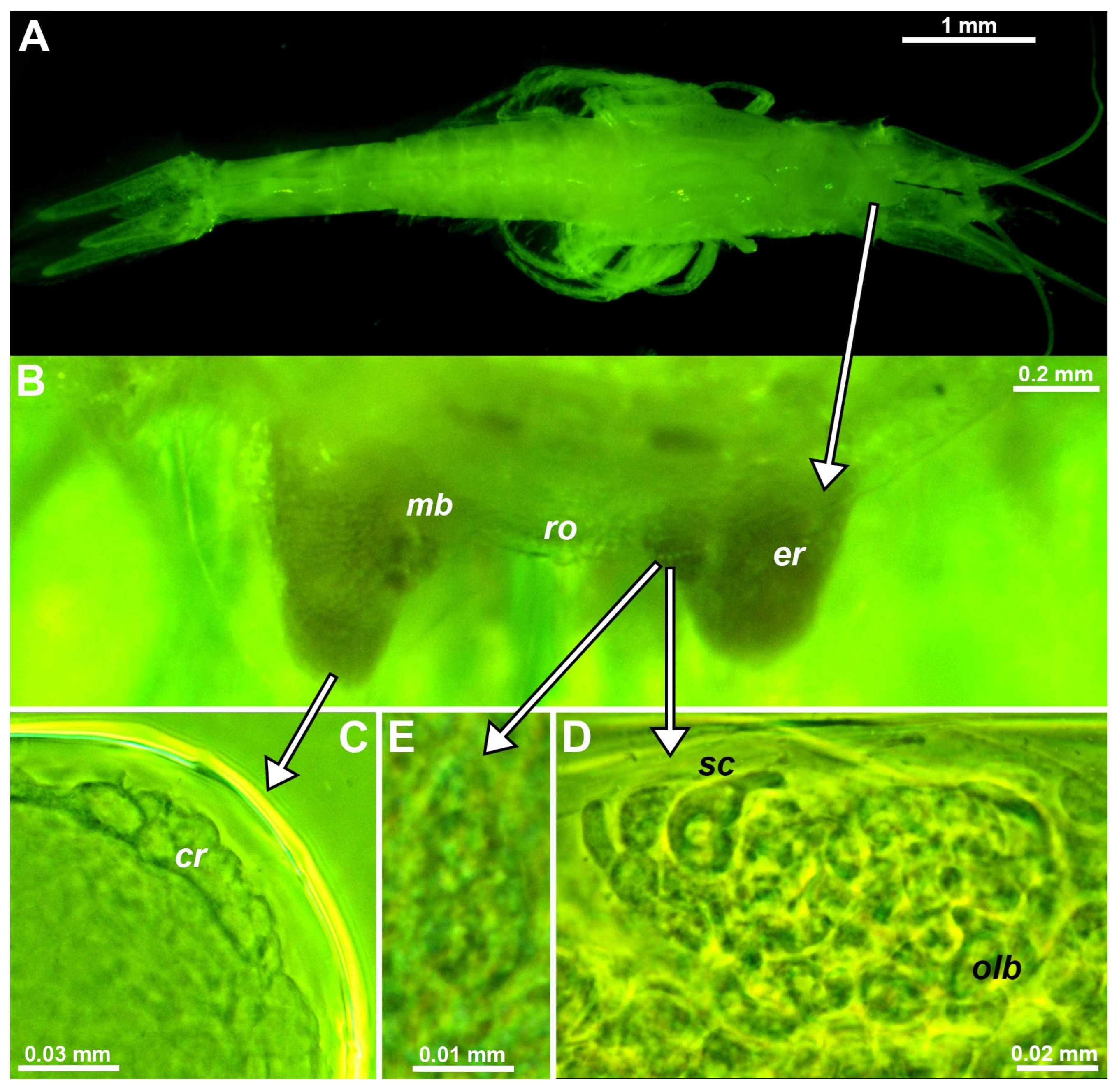 Preprints 80217 g001