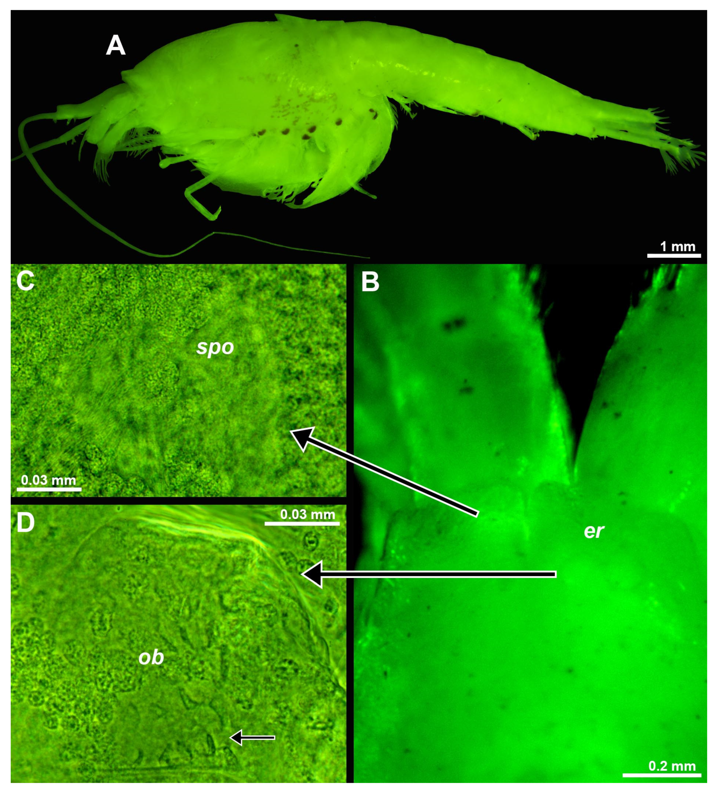 Preprints 80217 g007