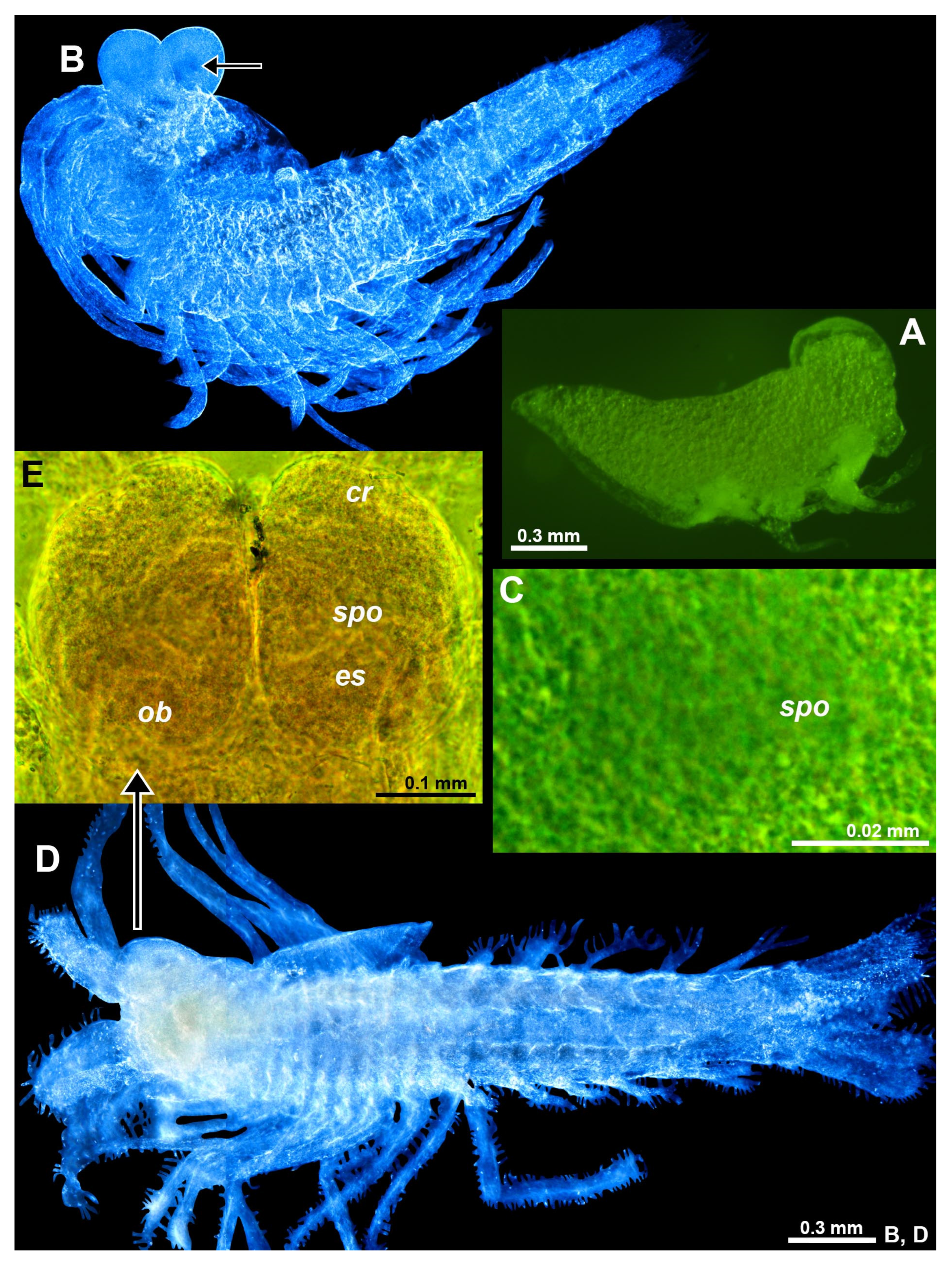 Preprints 80217 g008