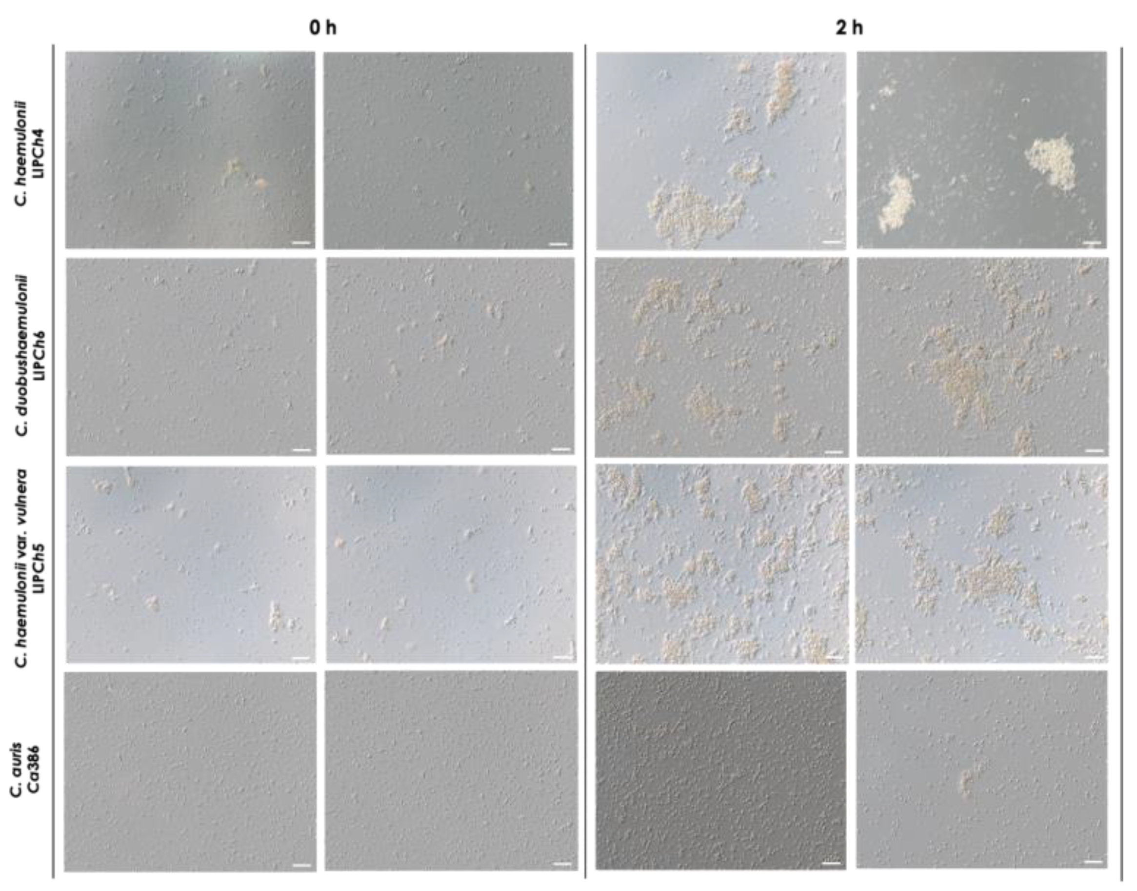 Preprints 72187 g002