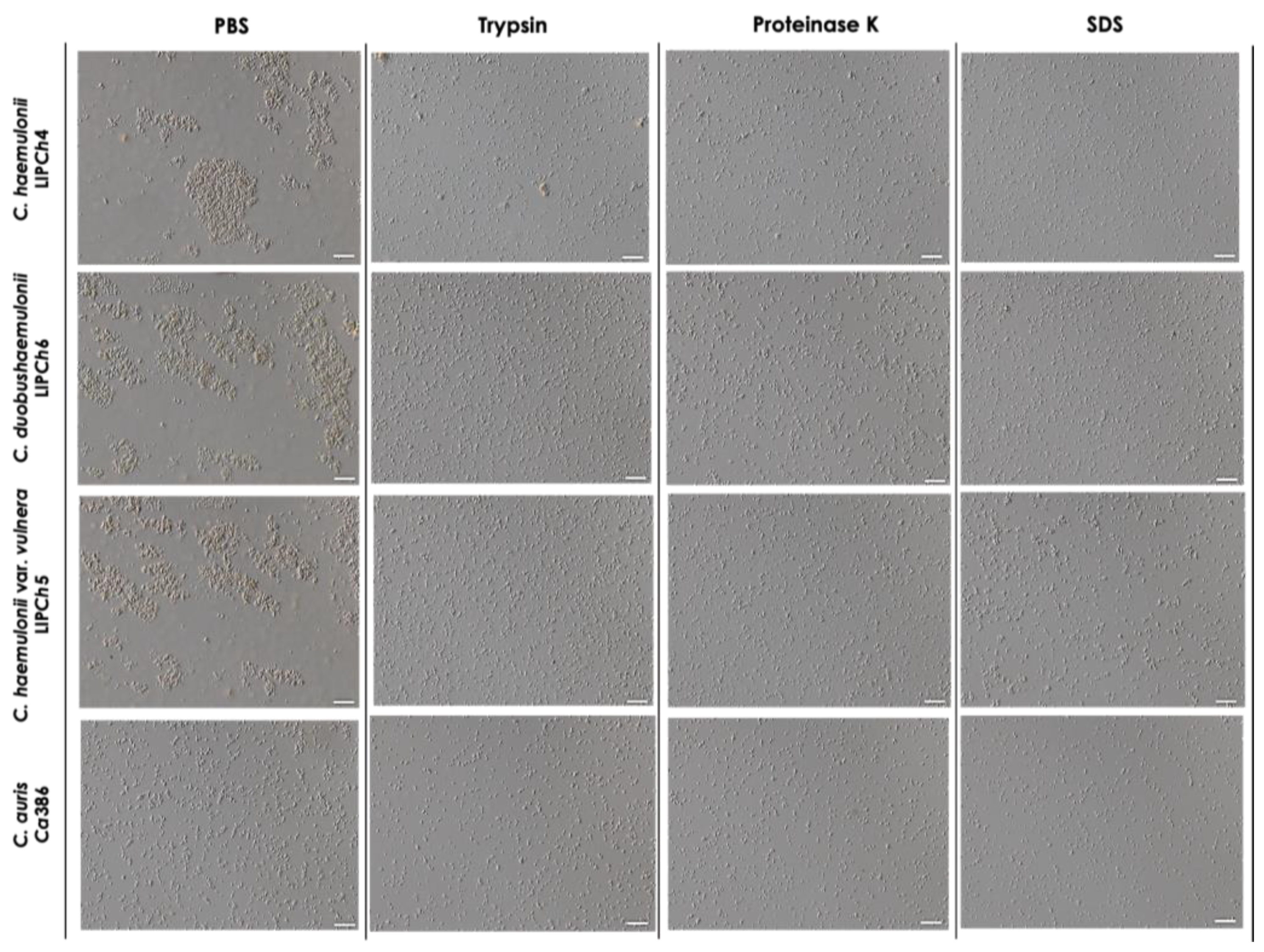 Preprints 72187 g006