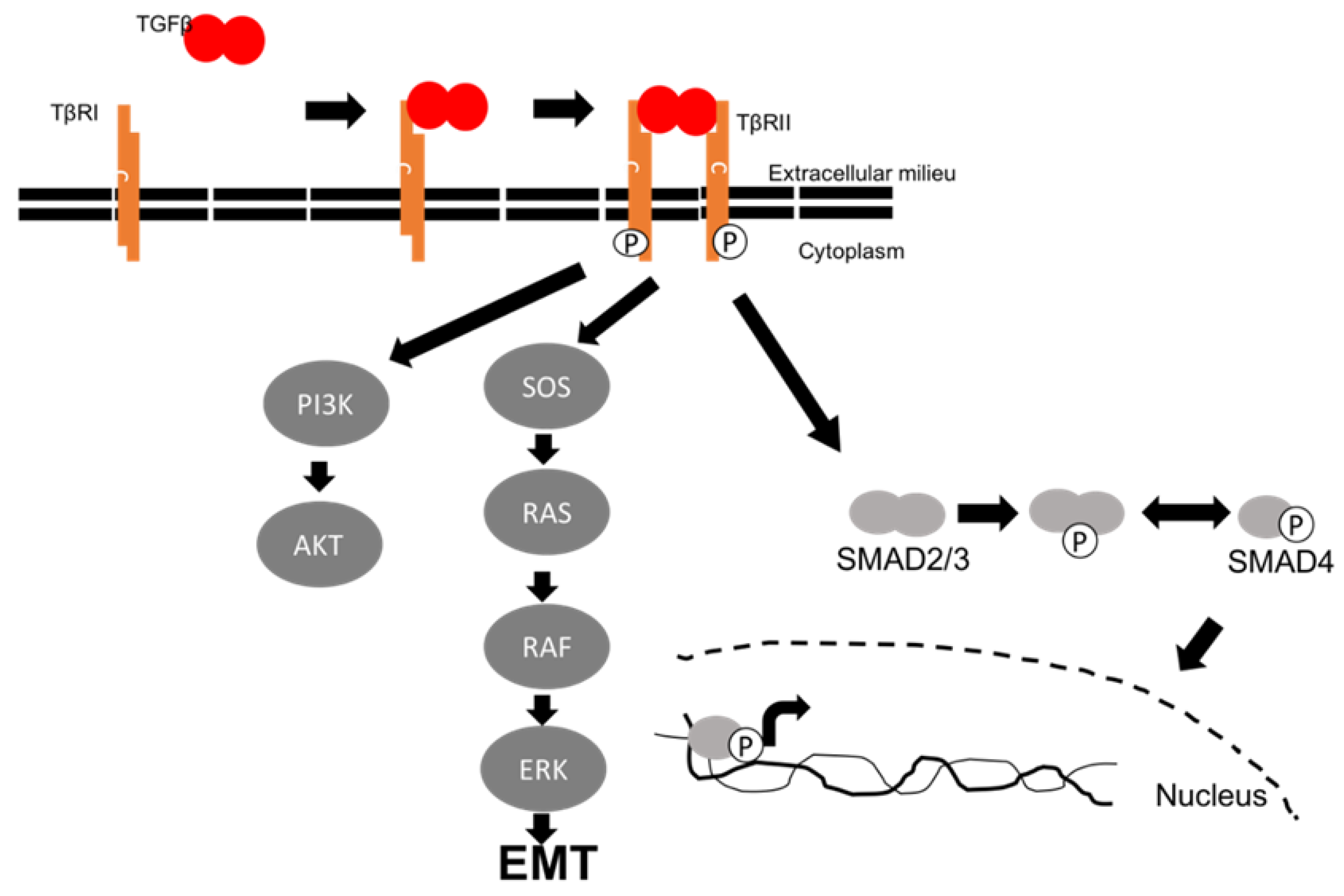 Preprints 70939 g001