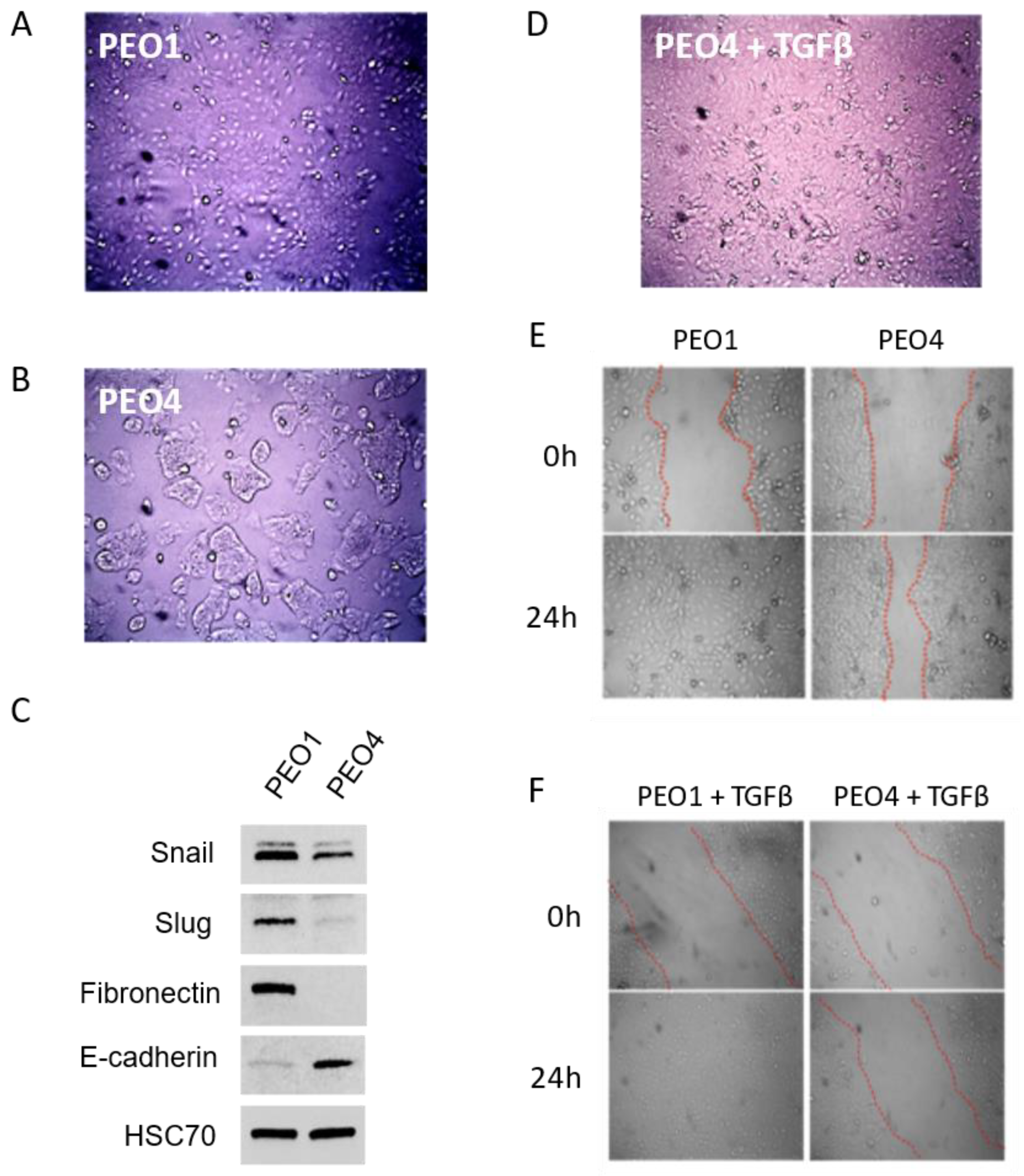 Preprints 70939 g002